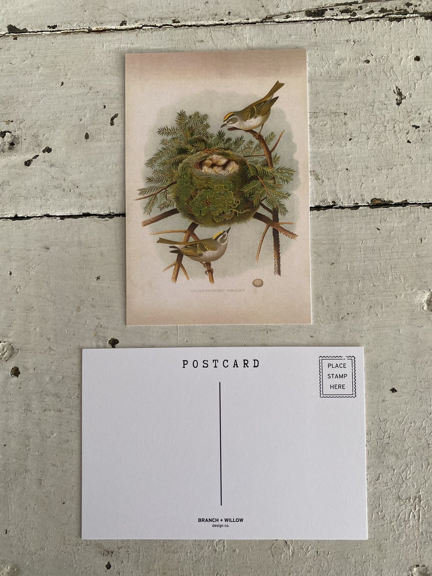 Birds with Nest Postcards - Set of 10