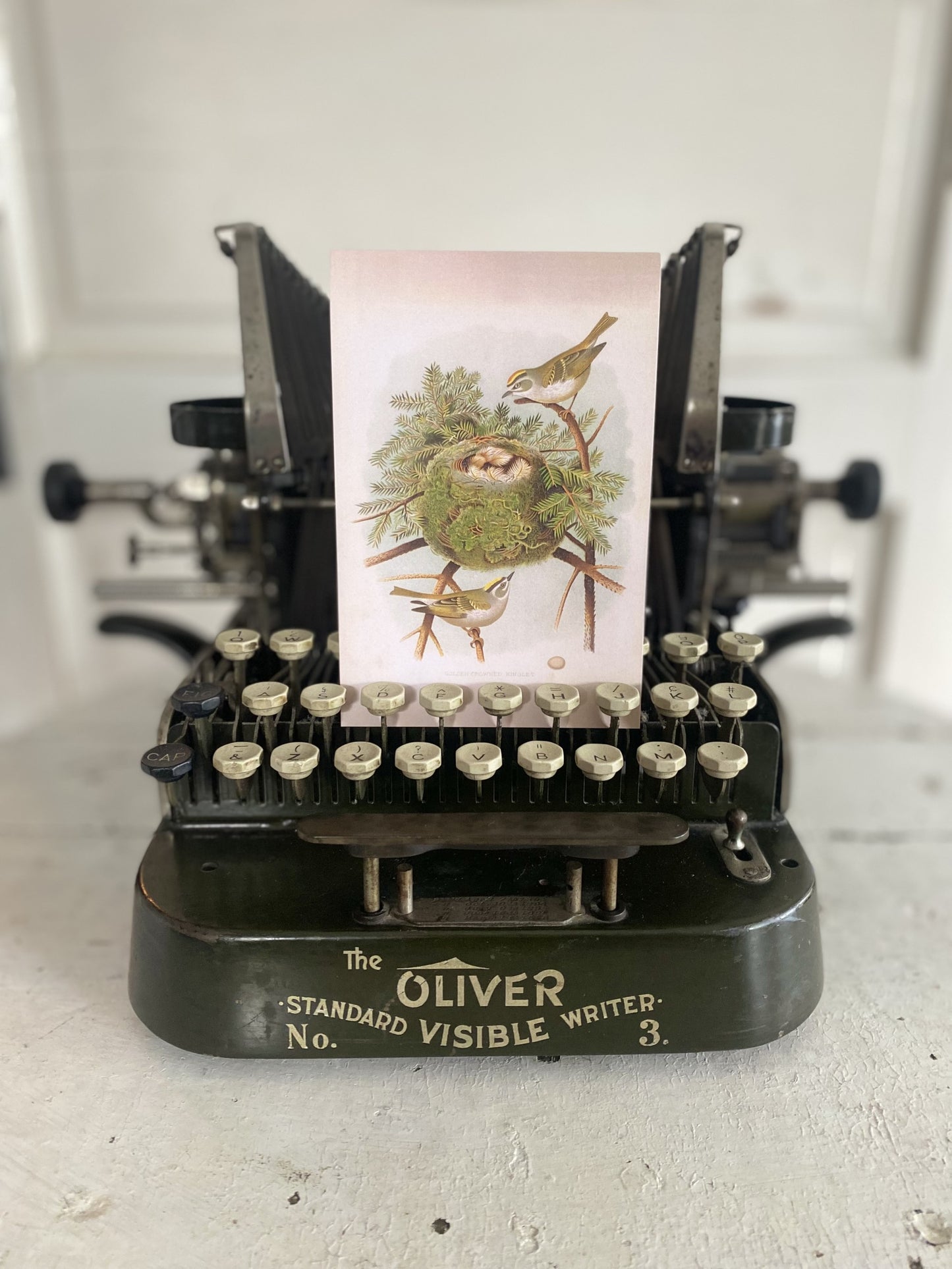 Birds with Nest Postcards - Set of 10