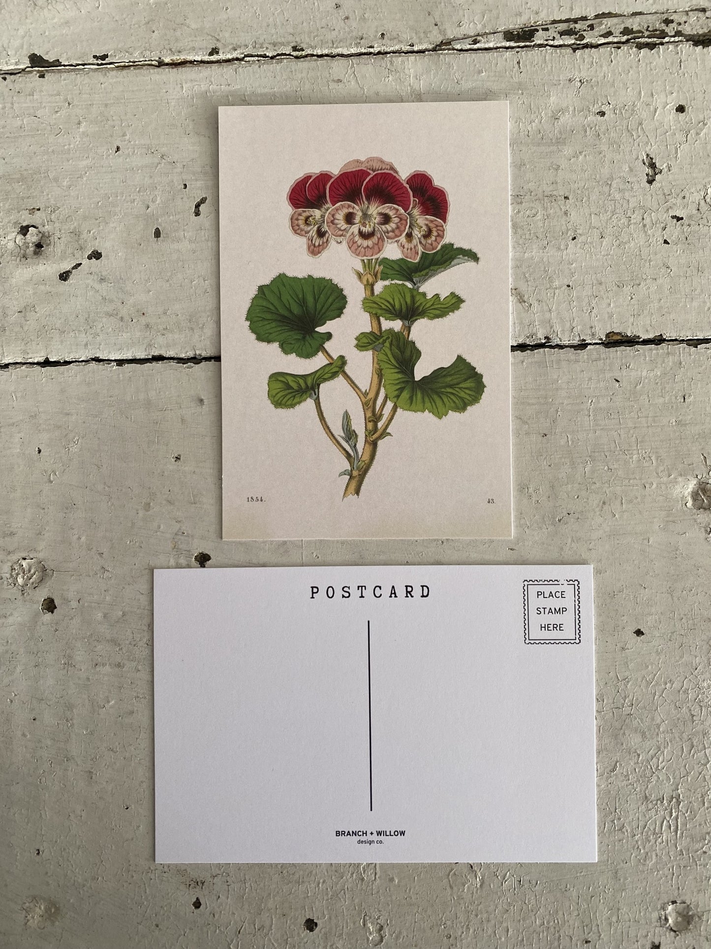 Pansy Postcards - Set of 10
