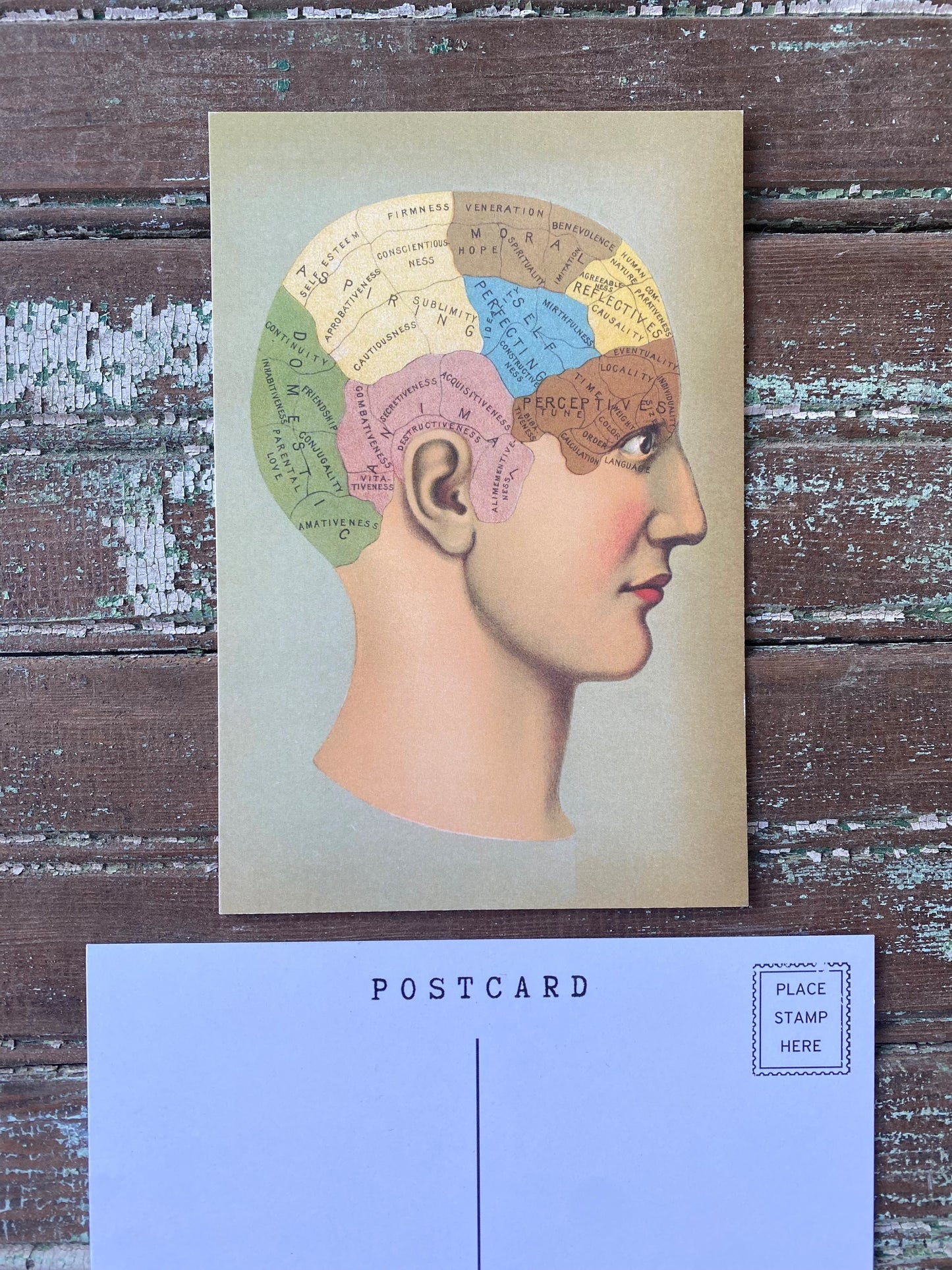 Brain Postcards - Set of 10