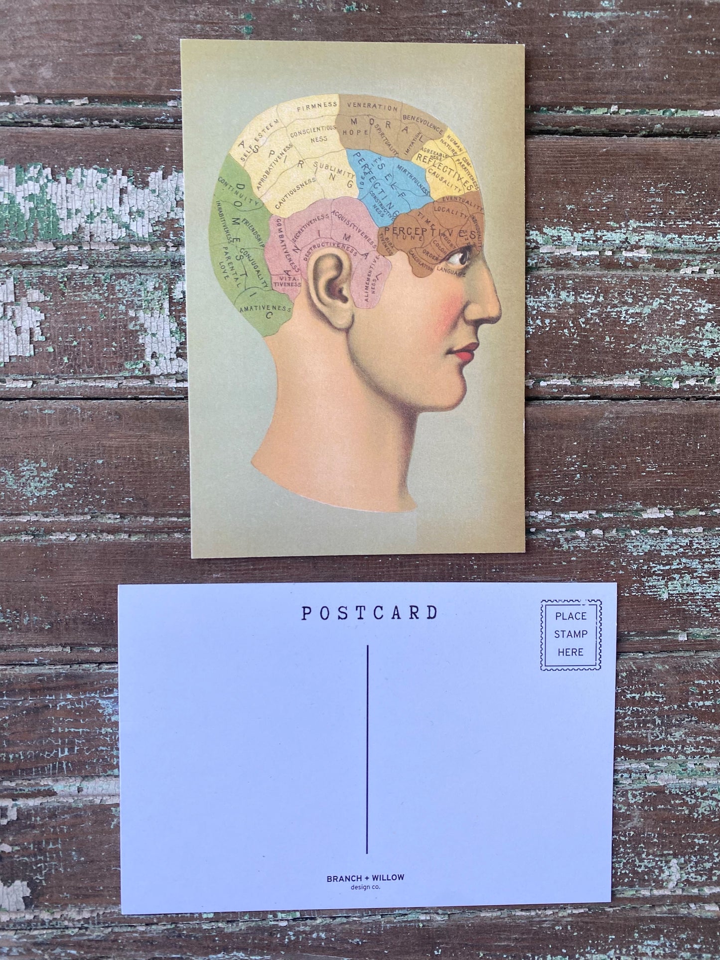 Brain Postcards - Set of 10