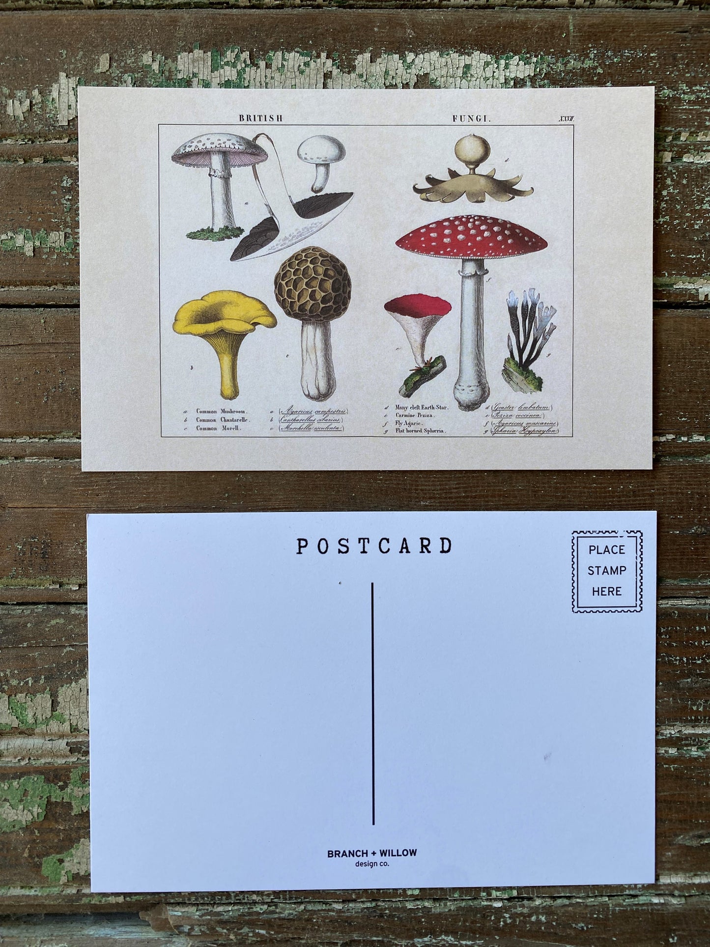 British Mushroom Postcards - Set of 10