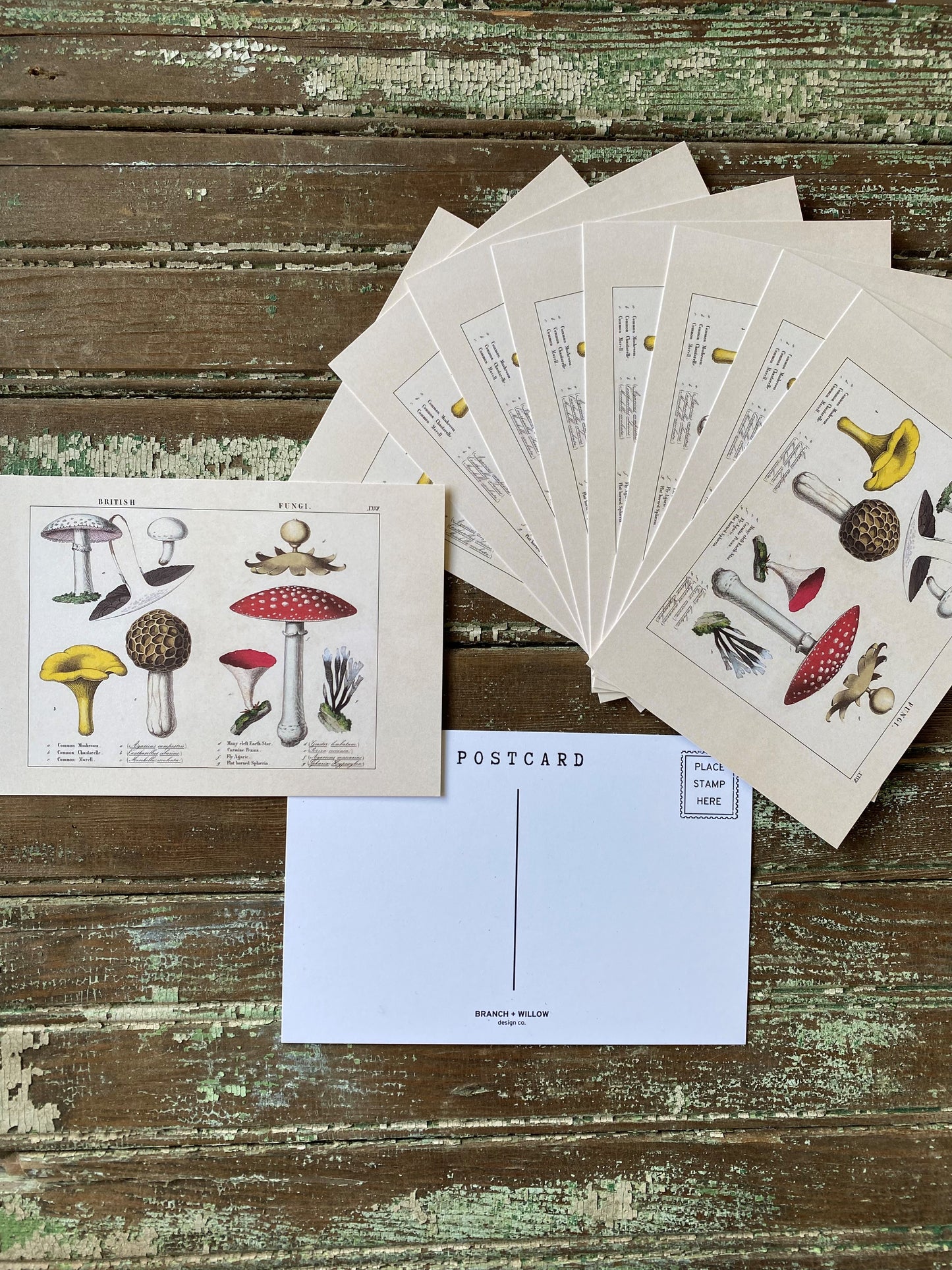 British Mushroom Postcards - Set of 10