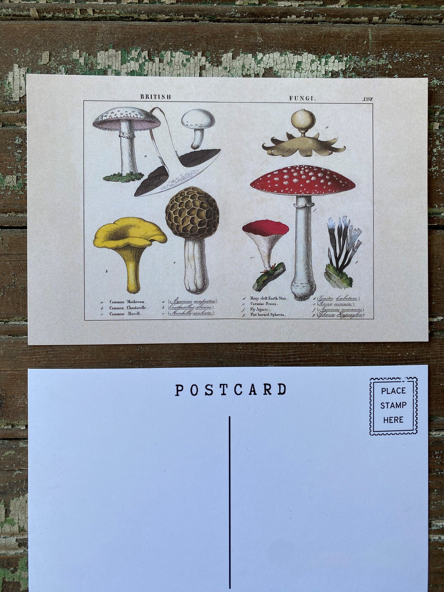 British Mushroom Postcards - Set of 10