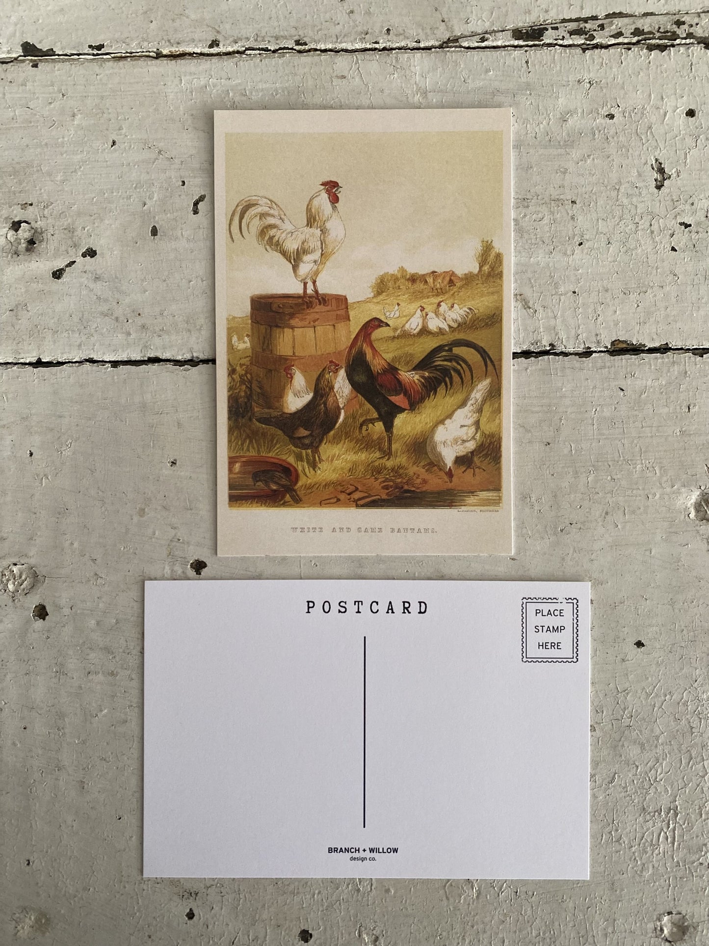 Bantams Postcards - Set of 10