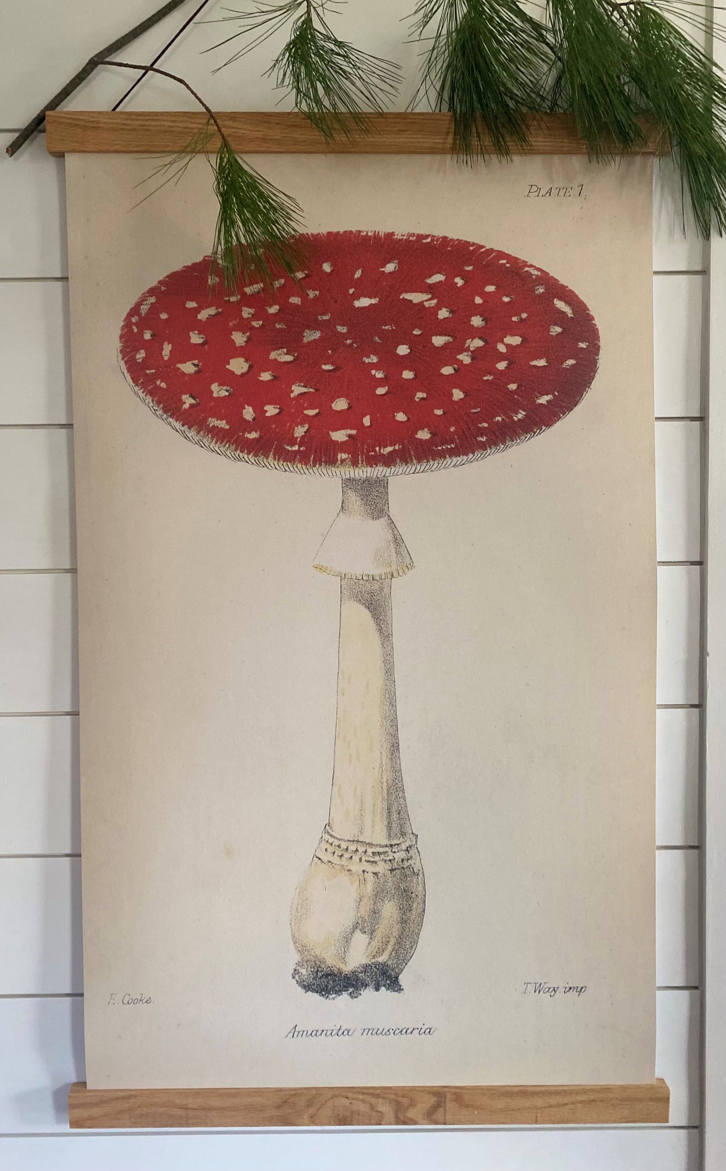 Red Single Mushroom "Grand" Art Print (ART PRINT ONLY)