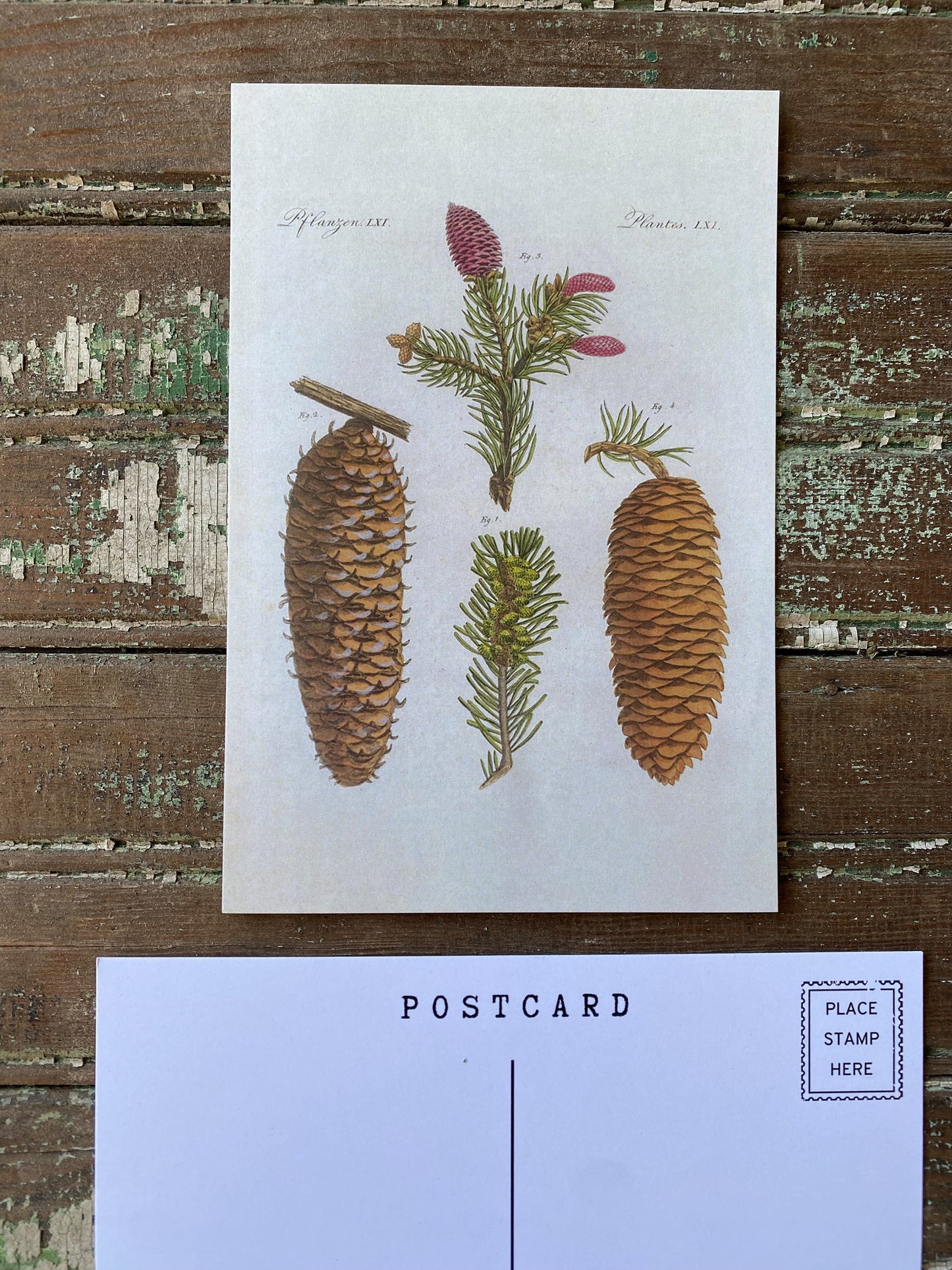 Pinecone Postcards - Set of 10