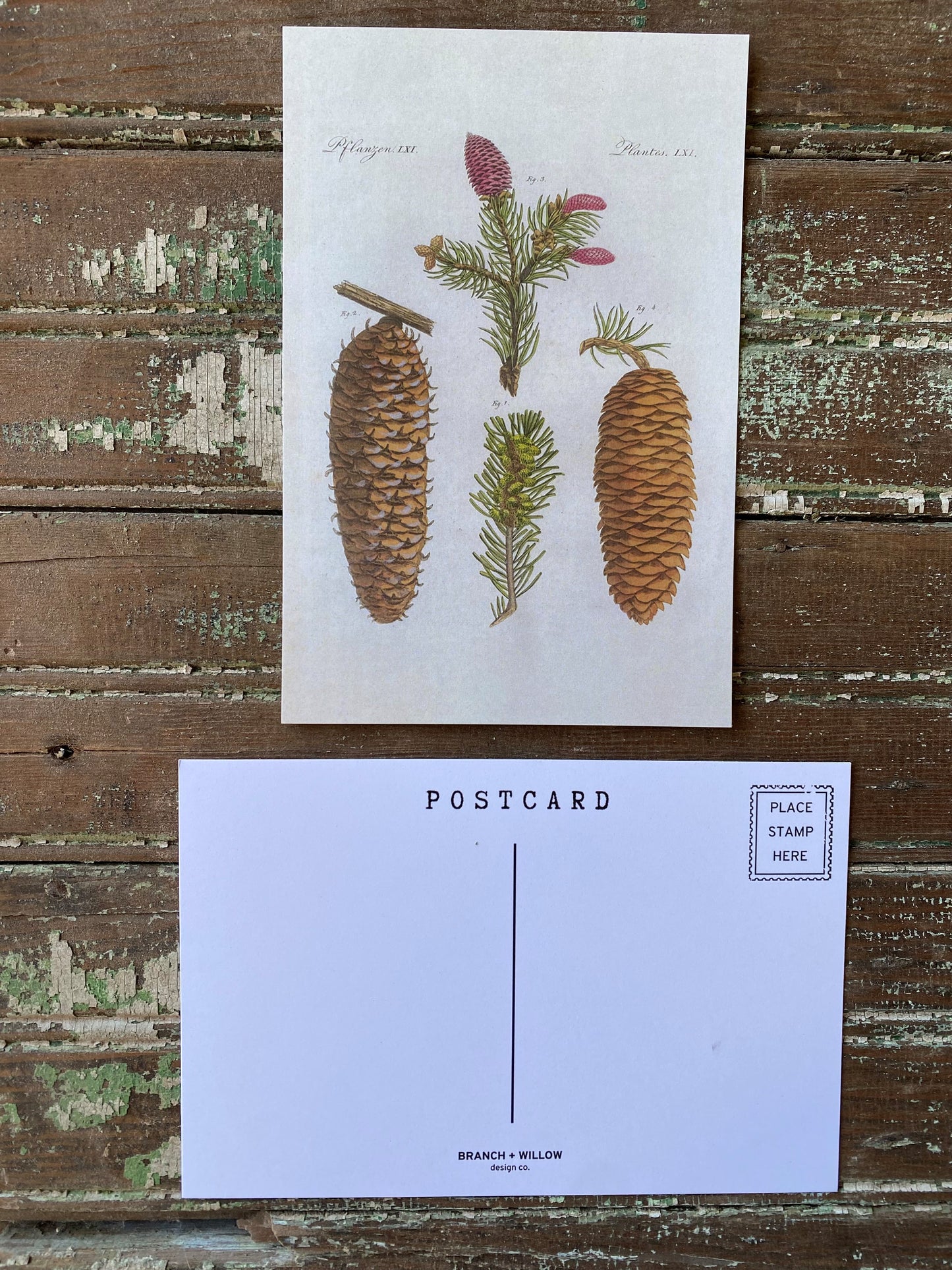 Pinecone Postcards - Set of 10