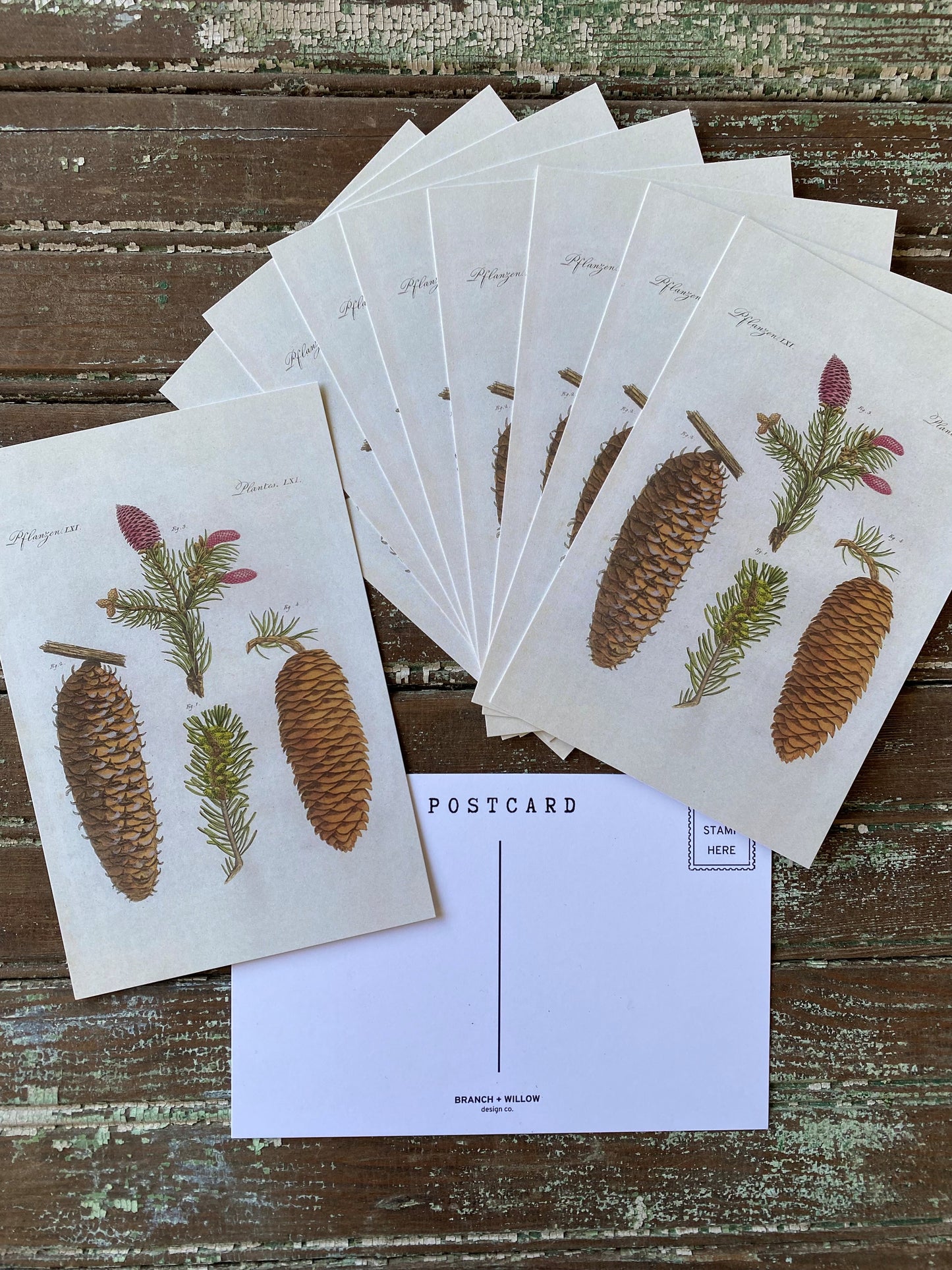 Pinecone Postcards - Set of 10