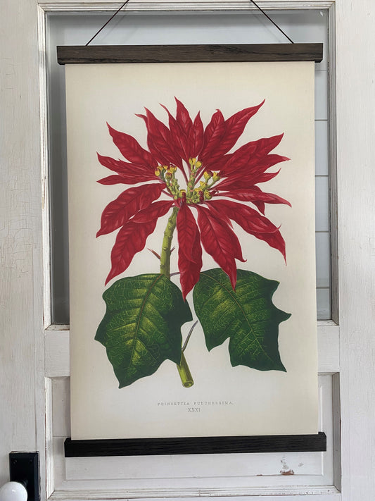 Poinsettia "Grand" Art Print (ART PRINT ONLY)