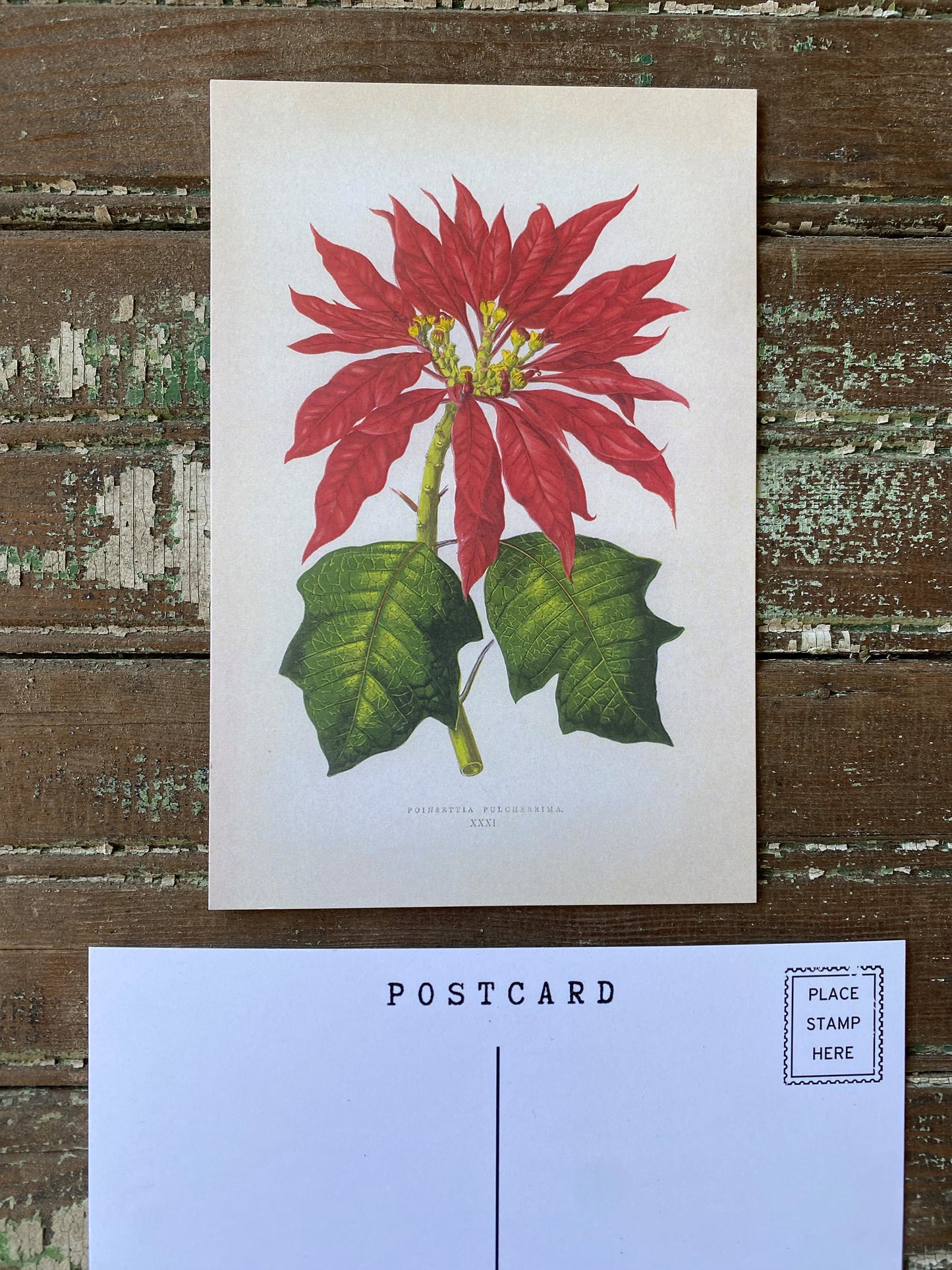 Poinsettia Postcards - Set of 10