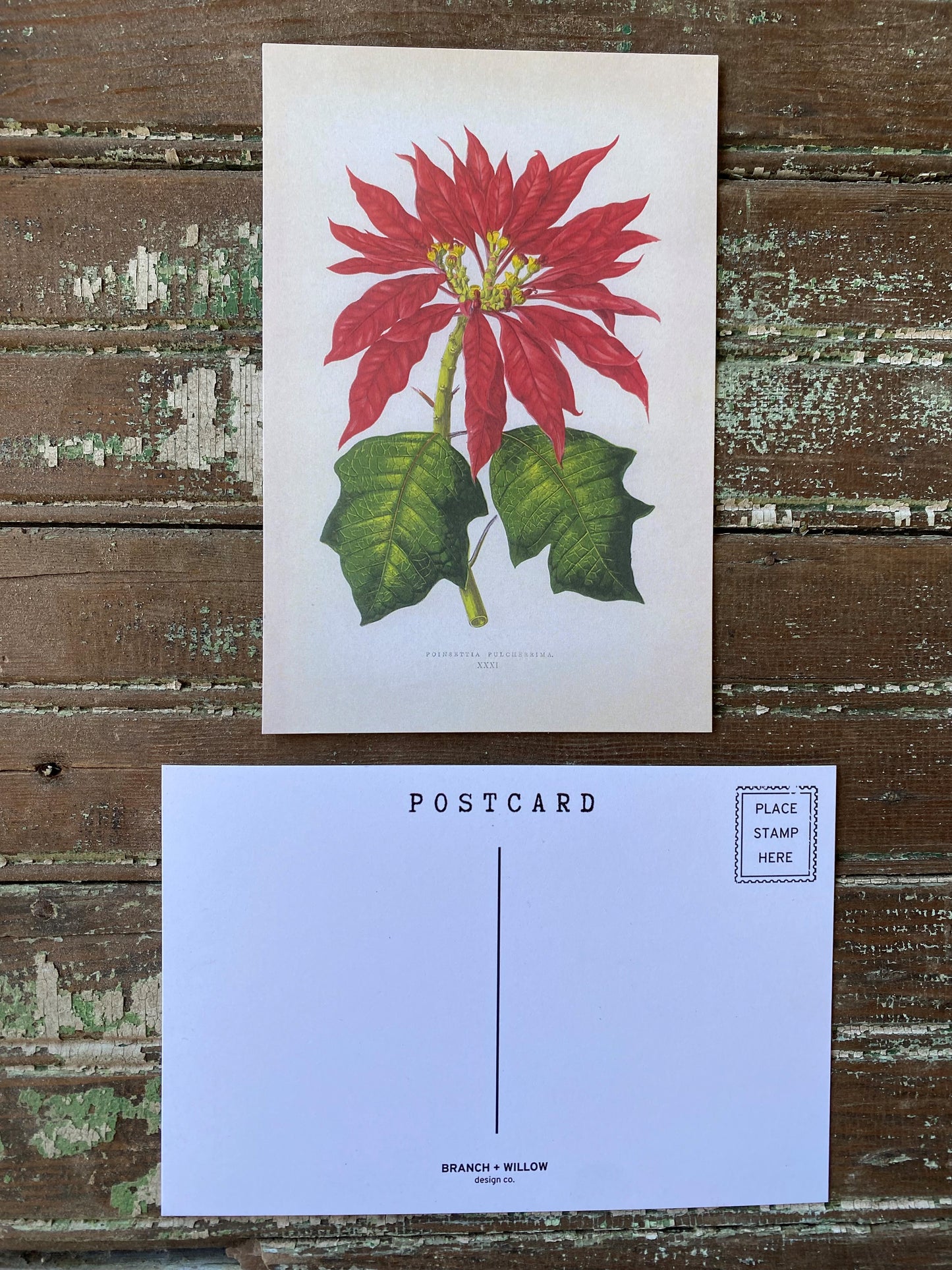 Poinsettia Postcards - Set of 10