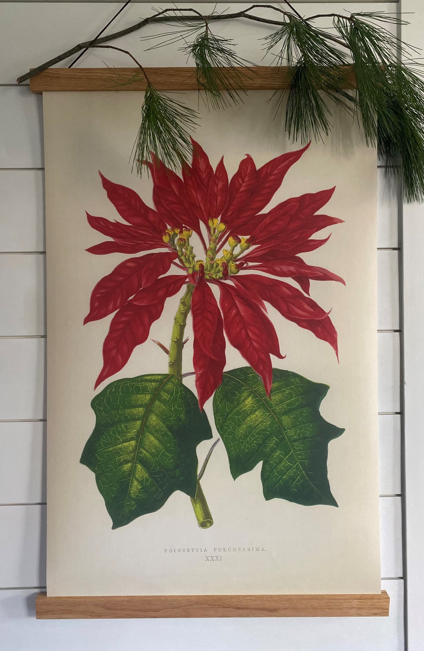 poinsettia art print hanging on wooden magnetic hanger with a pine bough as decoration on the top