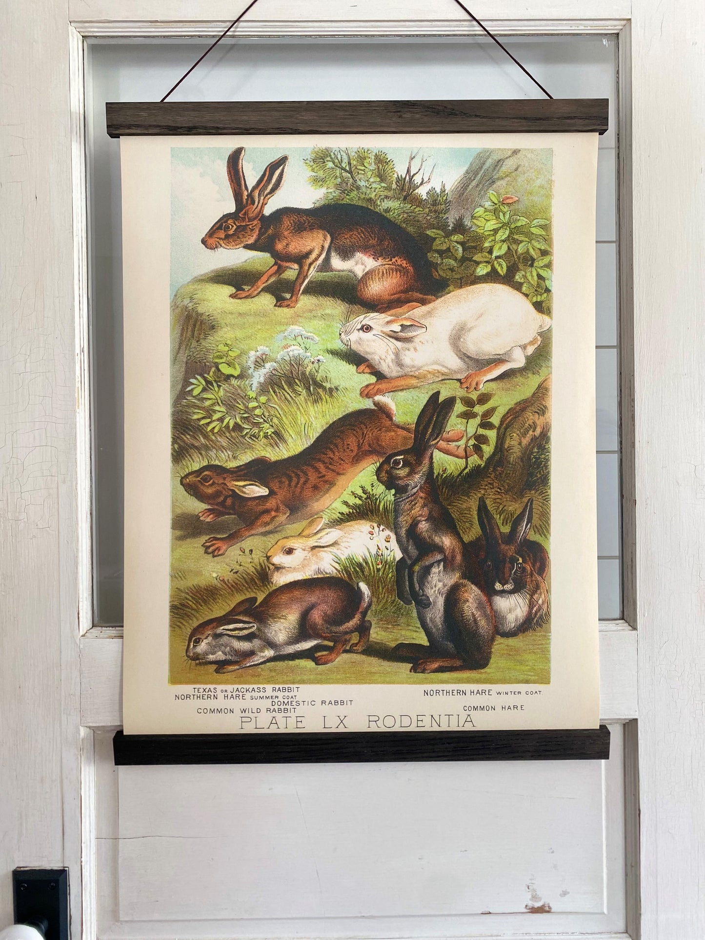 Rabbit "Grand" Art Print (ART PRINT ONLY)