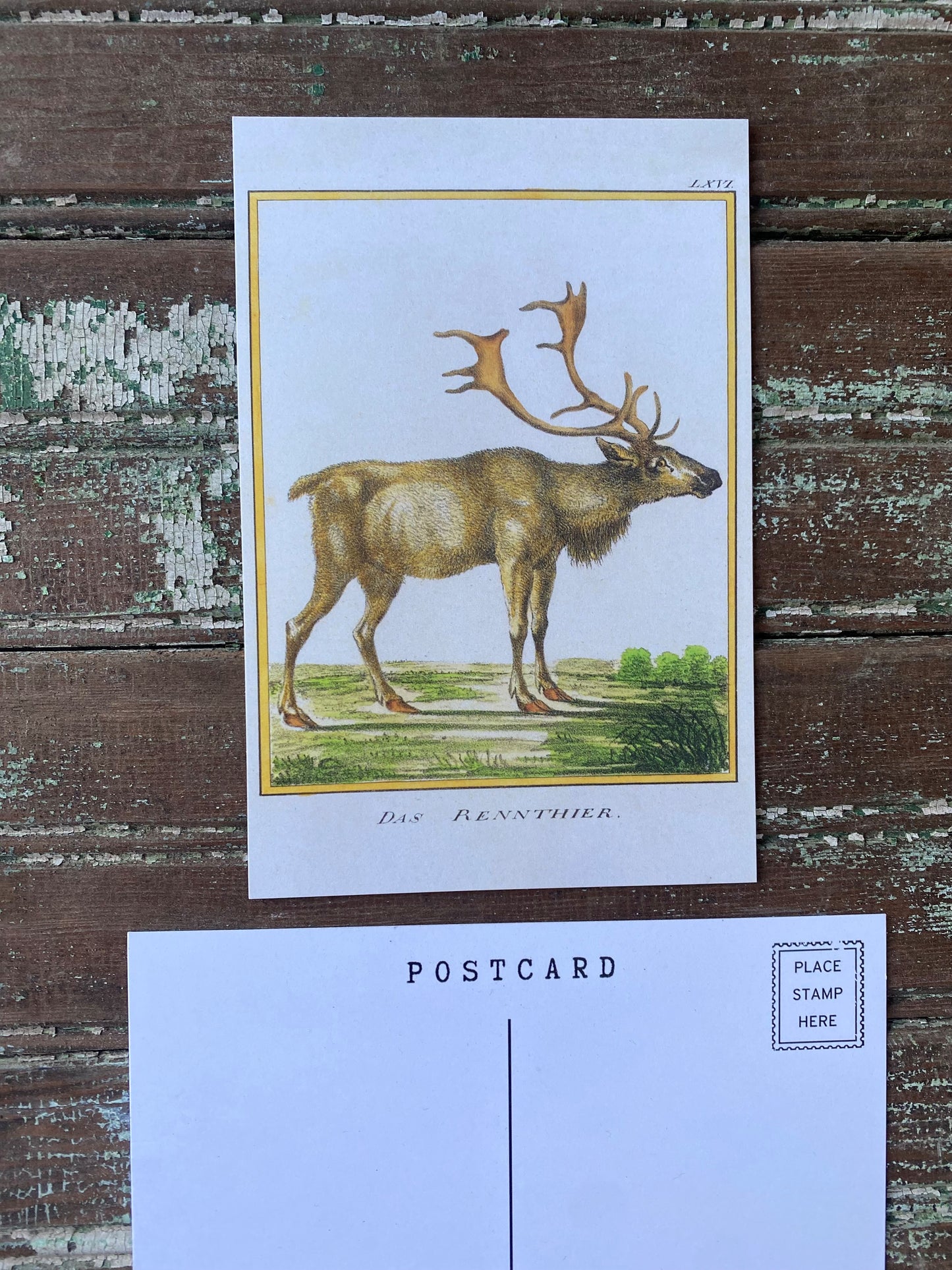 Reindeer Postcards - Set of 10