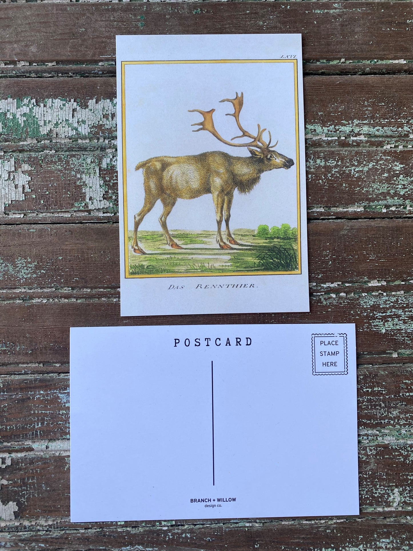 Reindeer Postcards - Set of 10