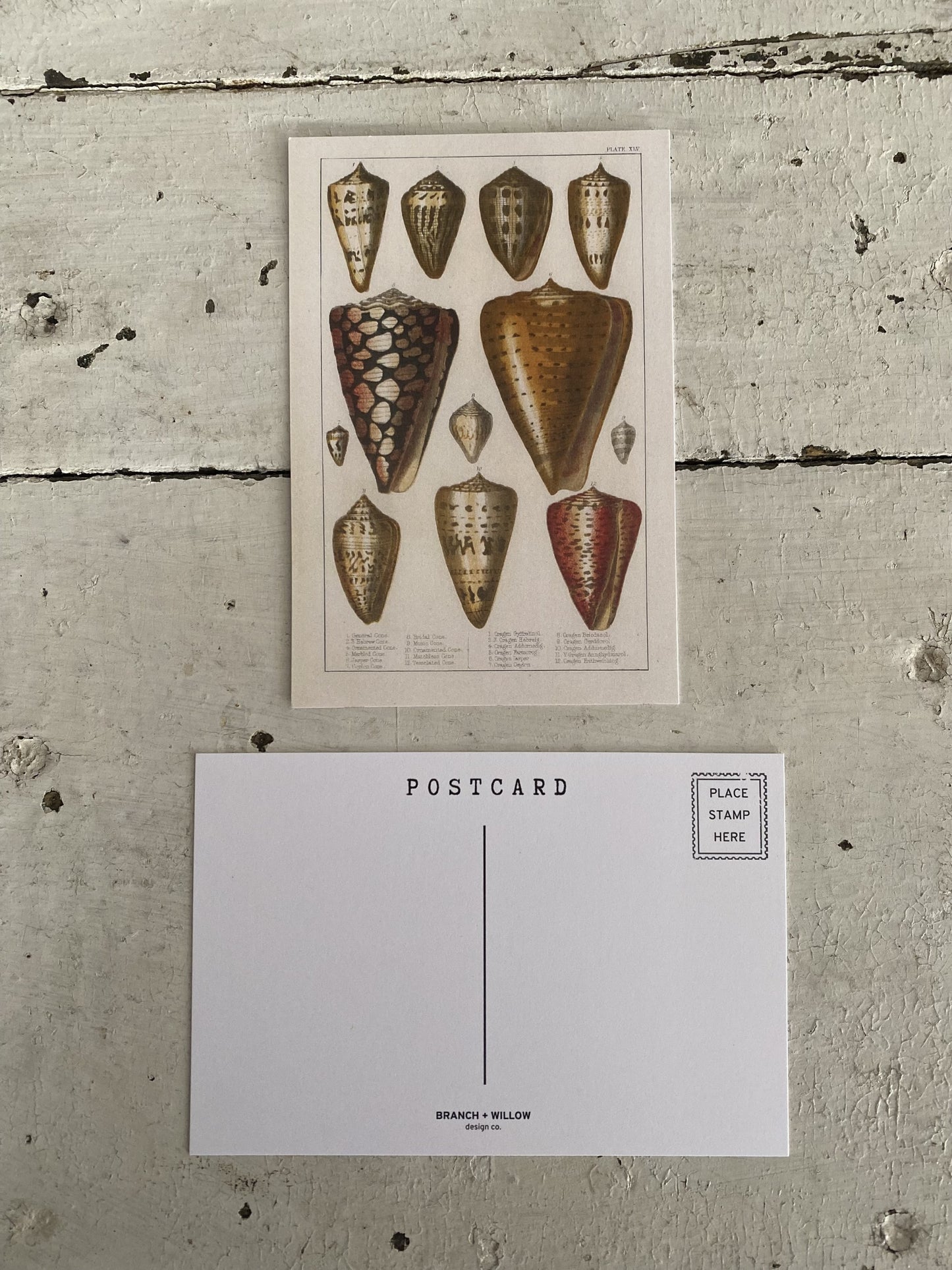 Shell Postcards - Set of 10