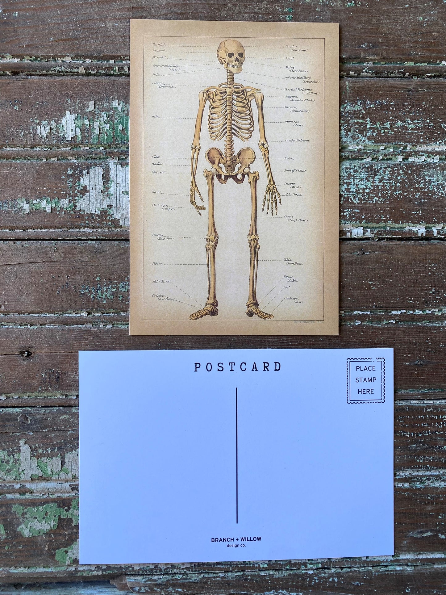 Skeleton Postcards - Set of 10