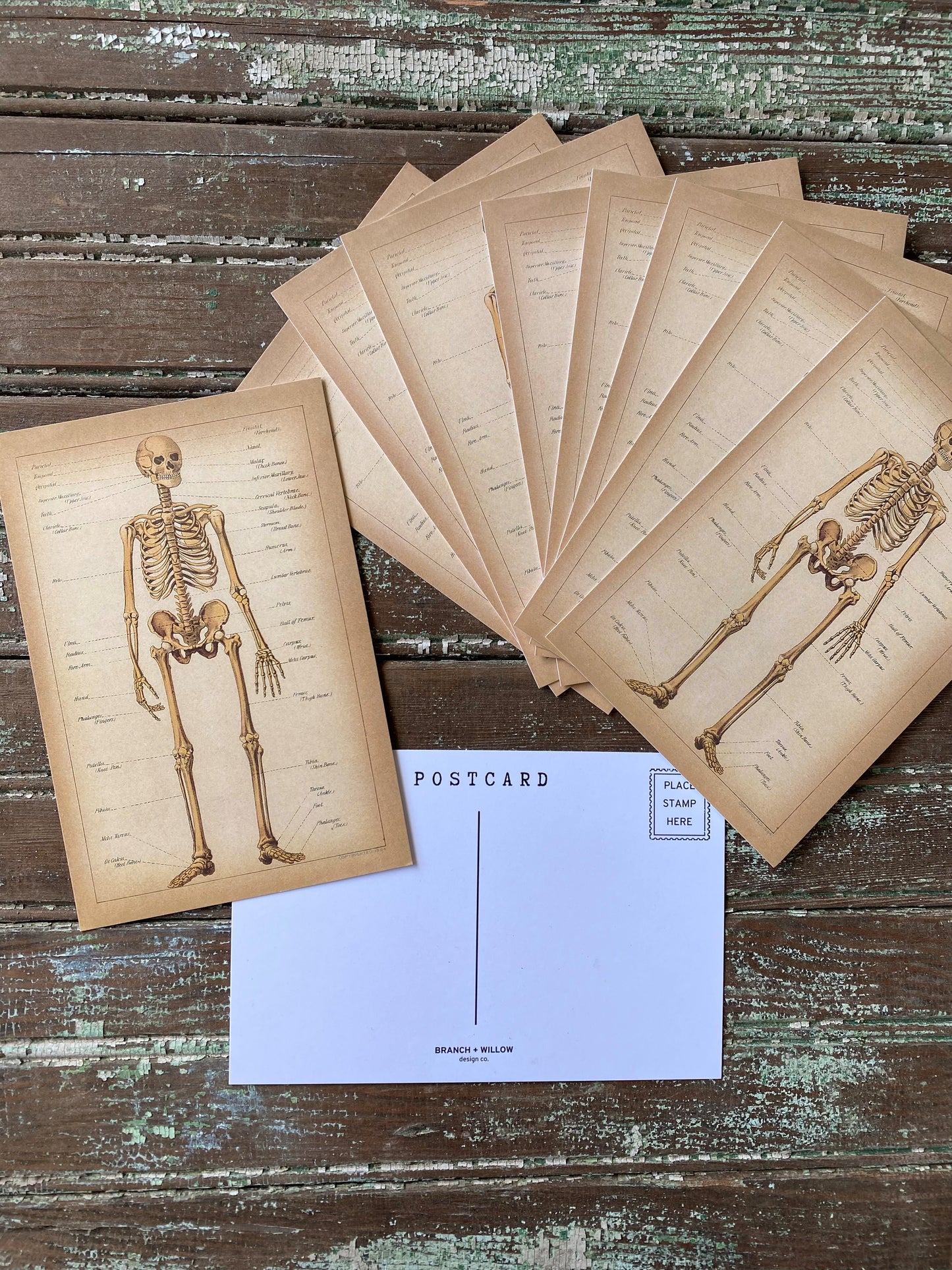 Skeleton Postcards - Set of 10