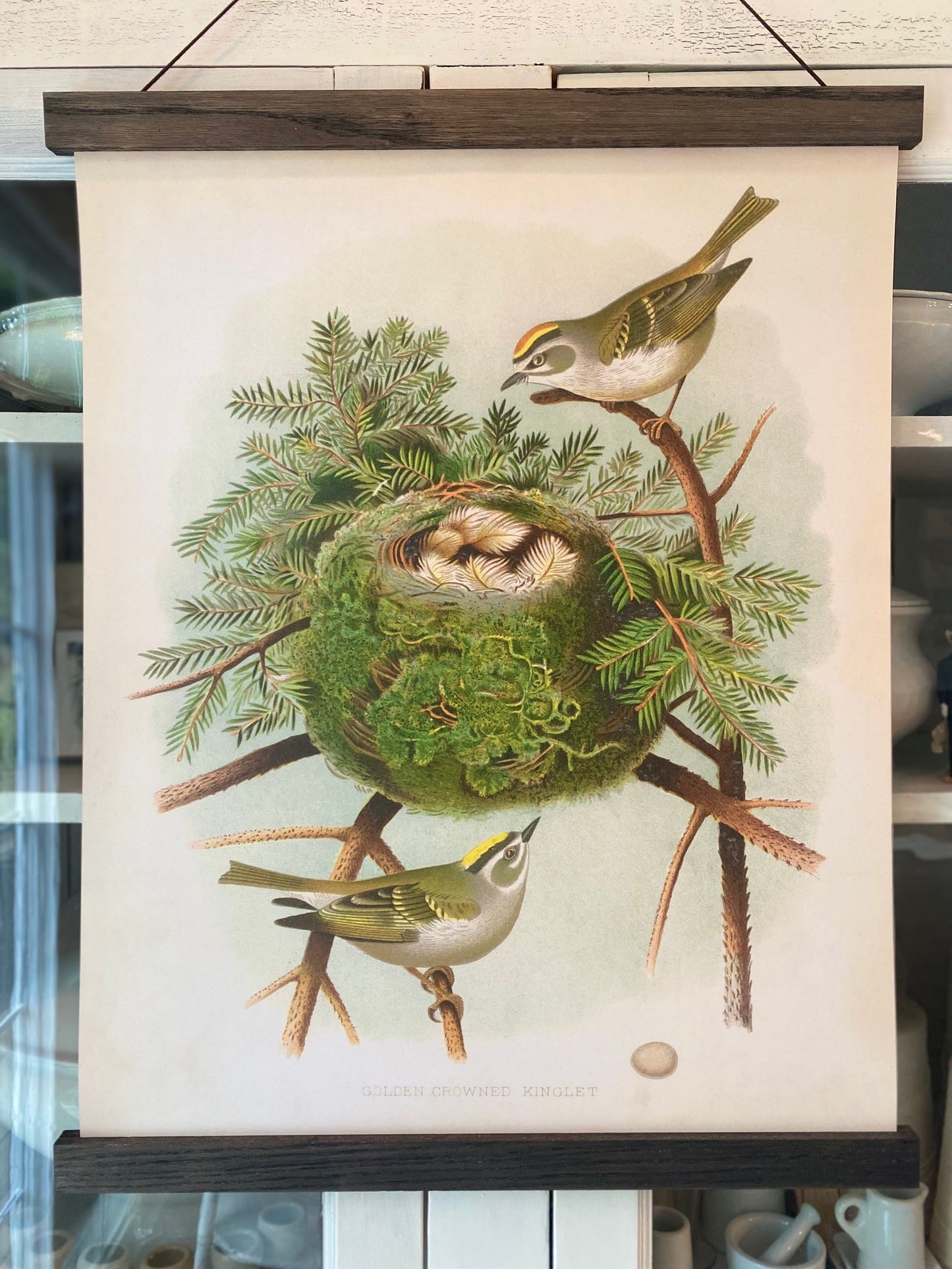 Golden Crowned Kinglet "Grand" Art Print (ART PRINT ONLY)