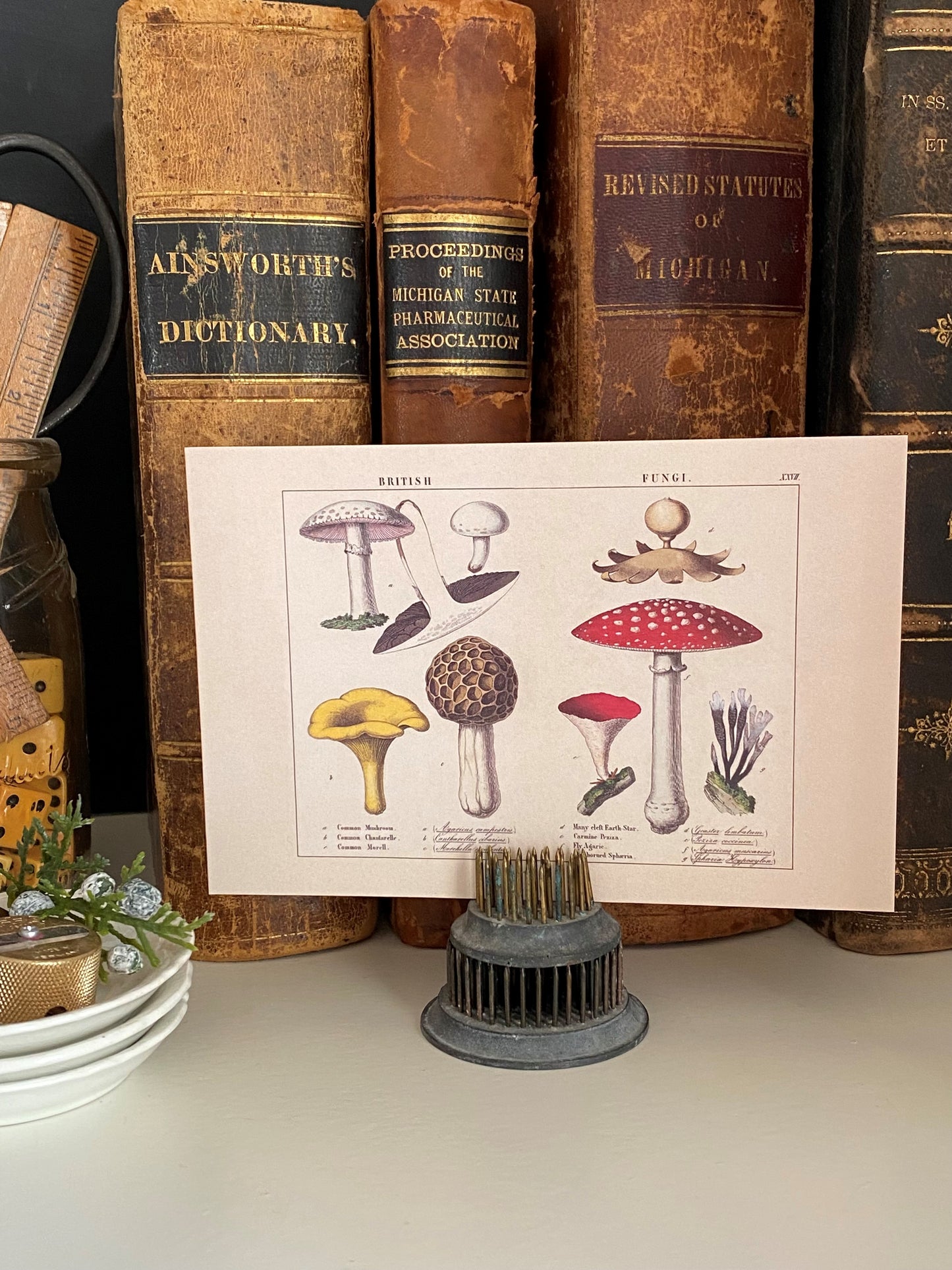 British Mushroom Postcards - Set of 10