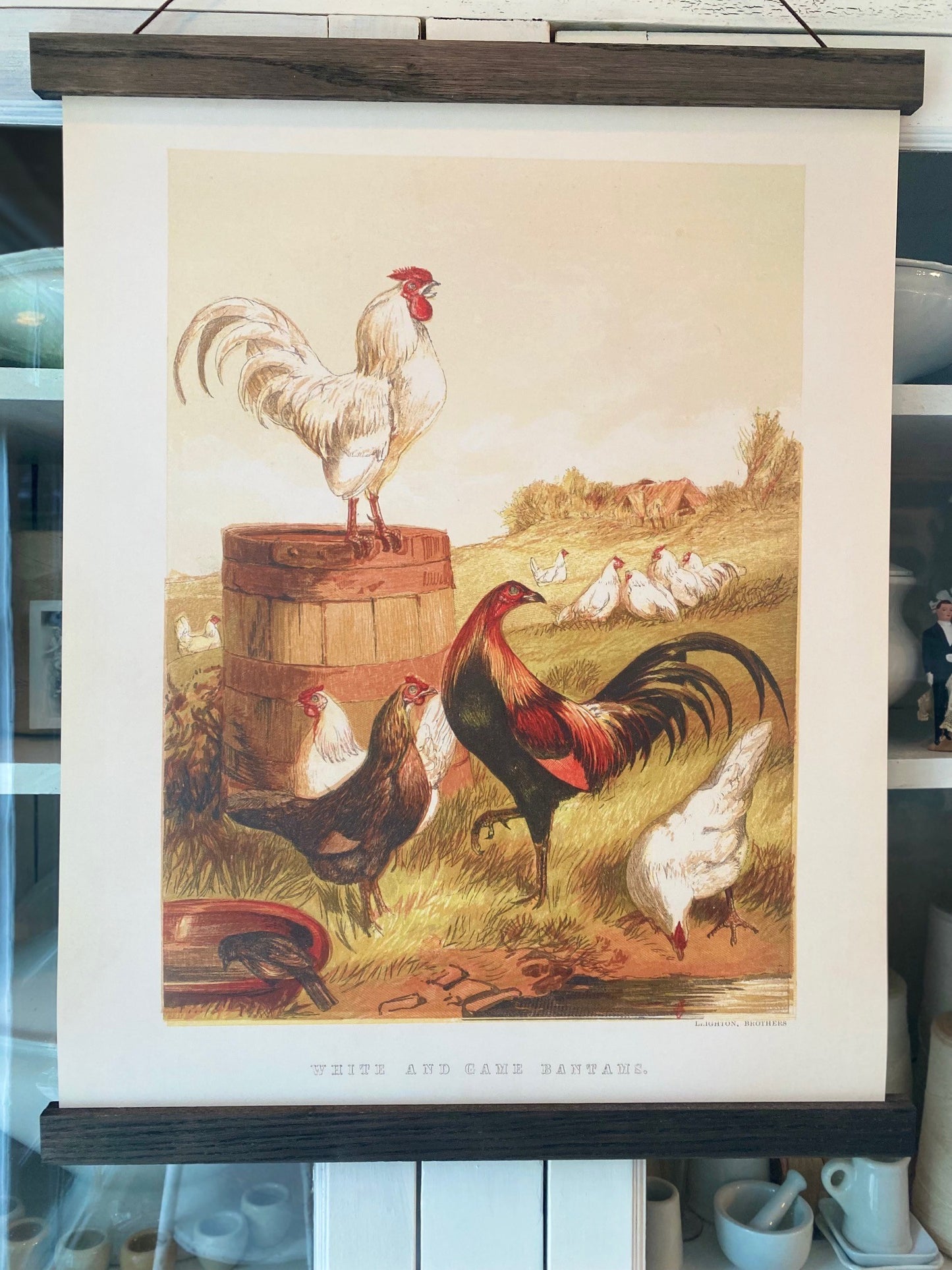 White and Game Bantams "Grand" Art Print (ART PRINT ONLY)