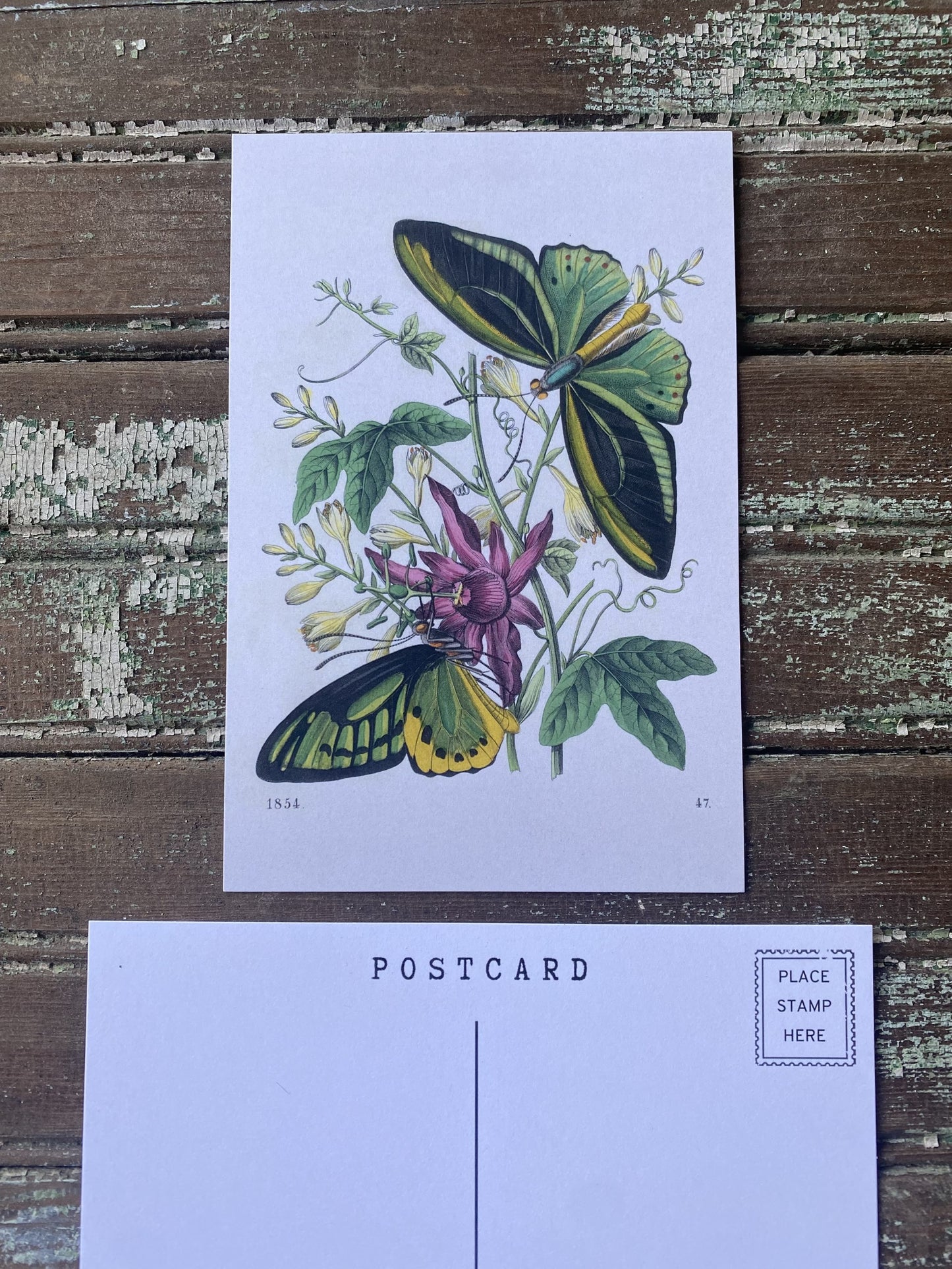 Green Butterfly Postcards - Set of 10