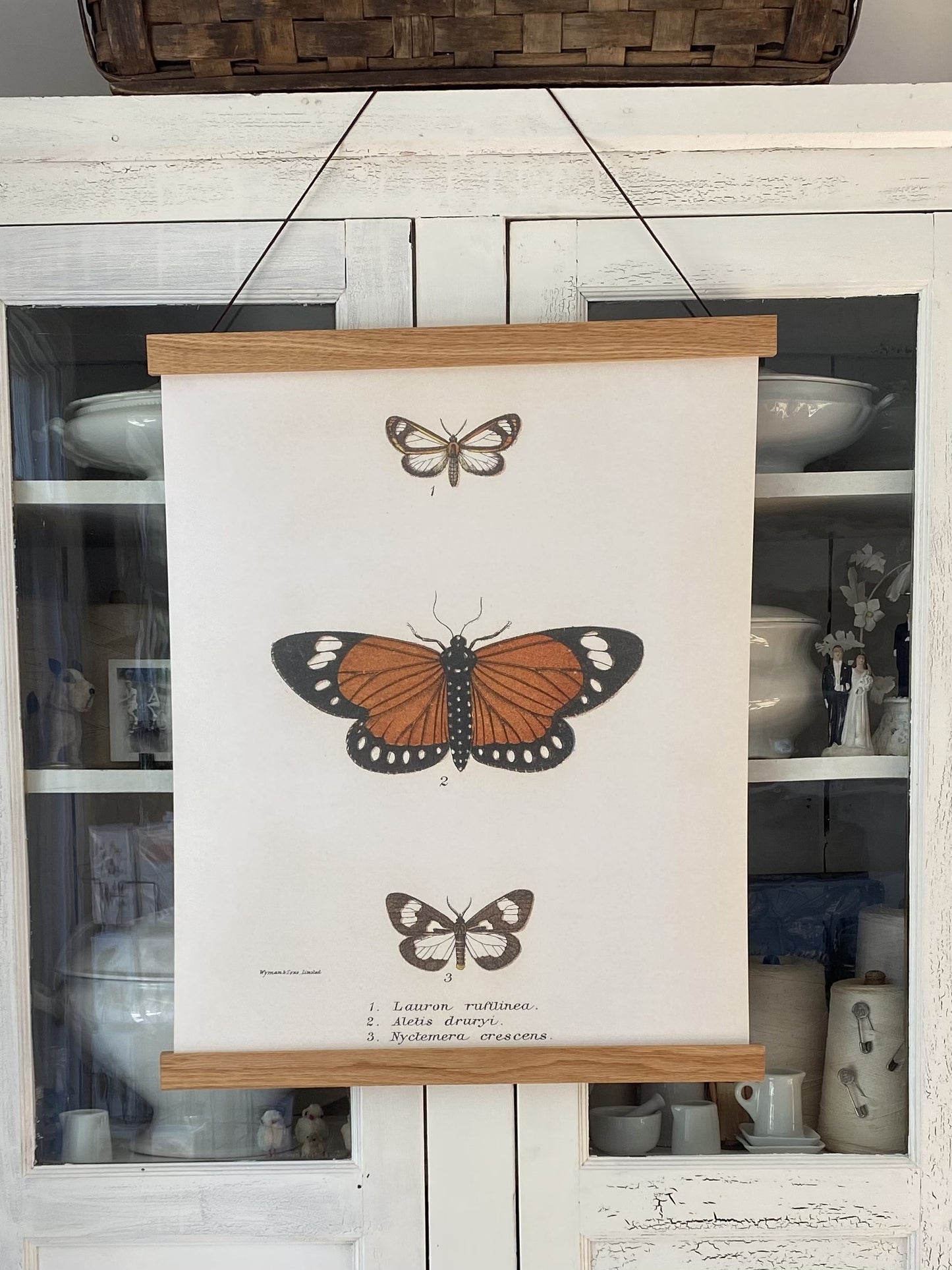 Monarch Butterfly "Grand" Art Print (ART PRINT ONLY)