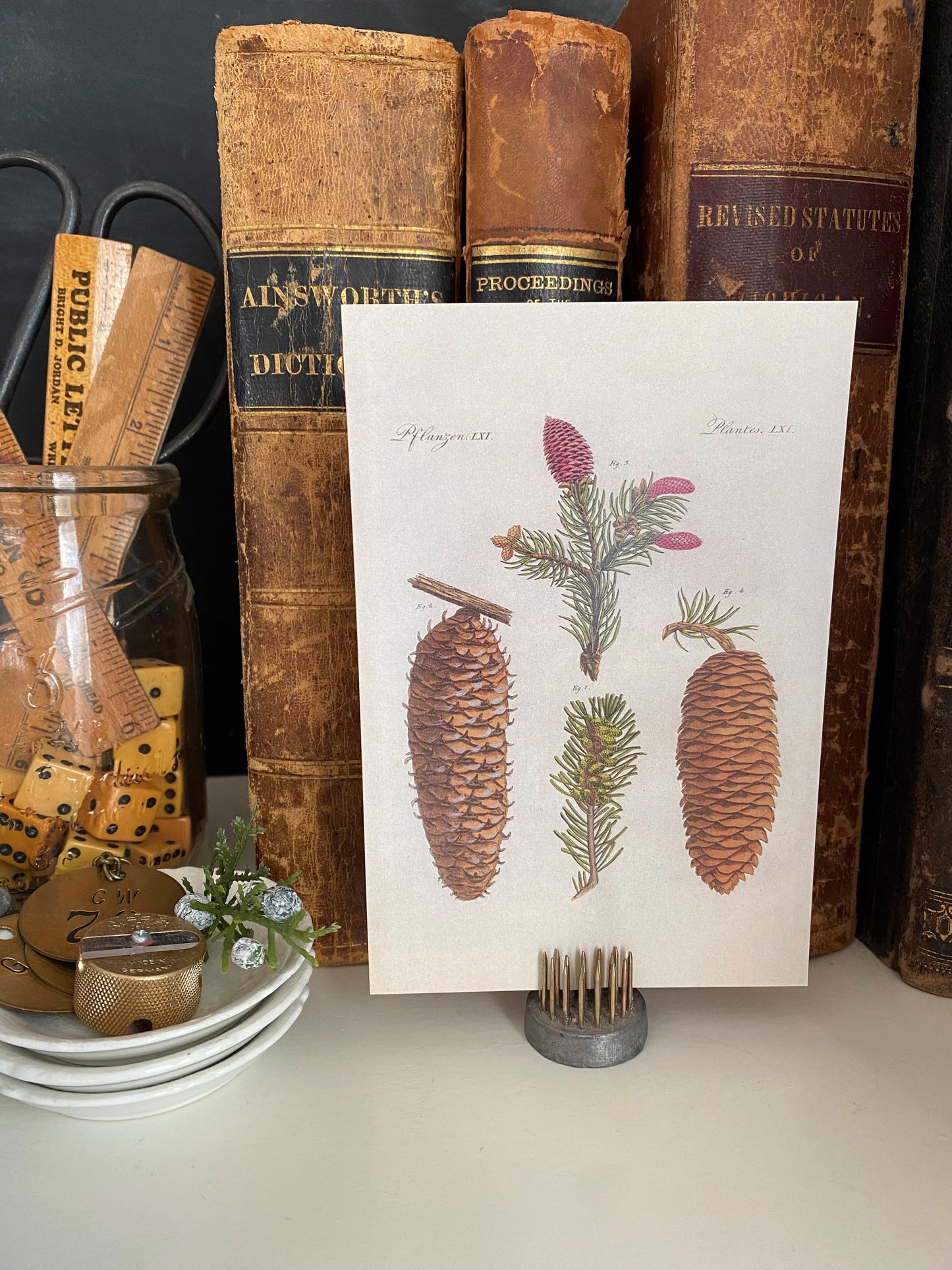 Pinecone Postcards - Set of 10