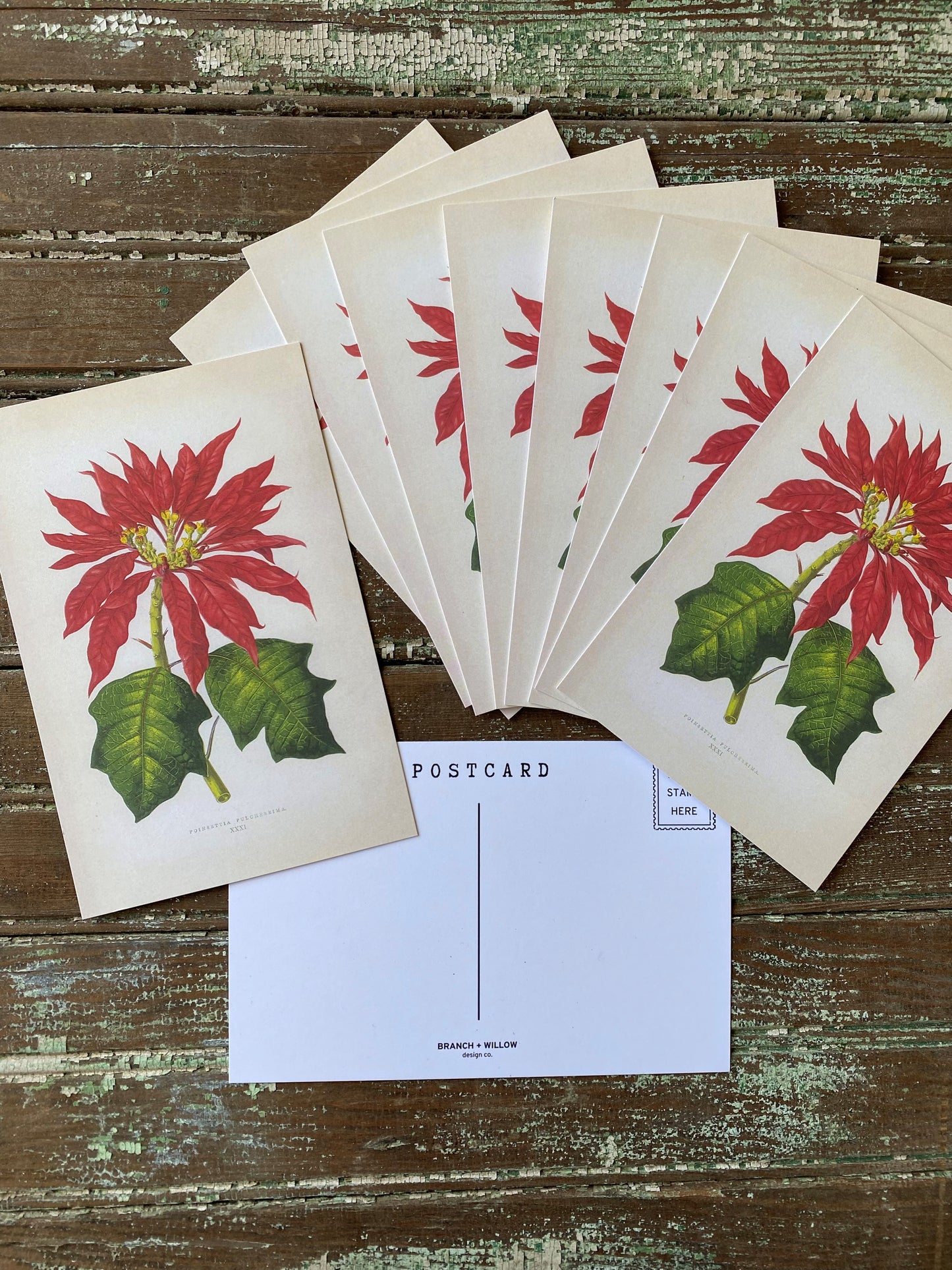 Poinsettia Postcards - Set of 10