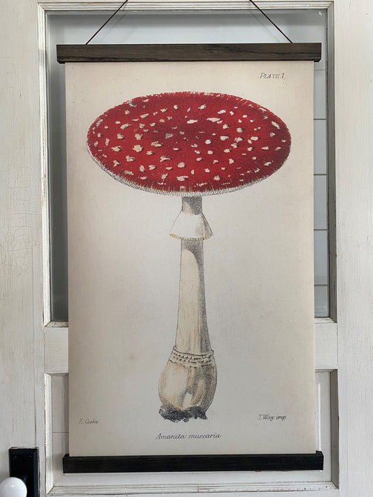 Red Single Mushroom "Grand" Art Print (ART PRINT ONLY)