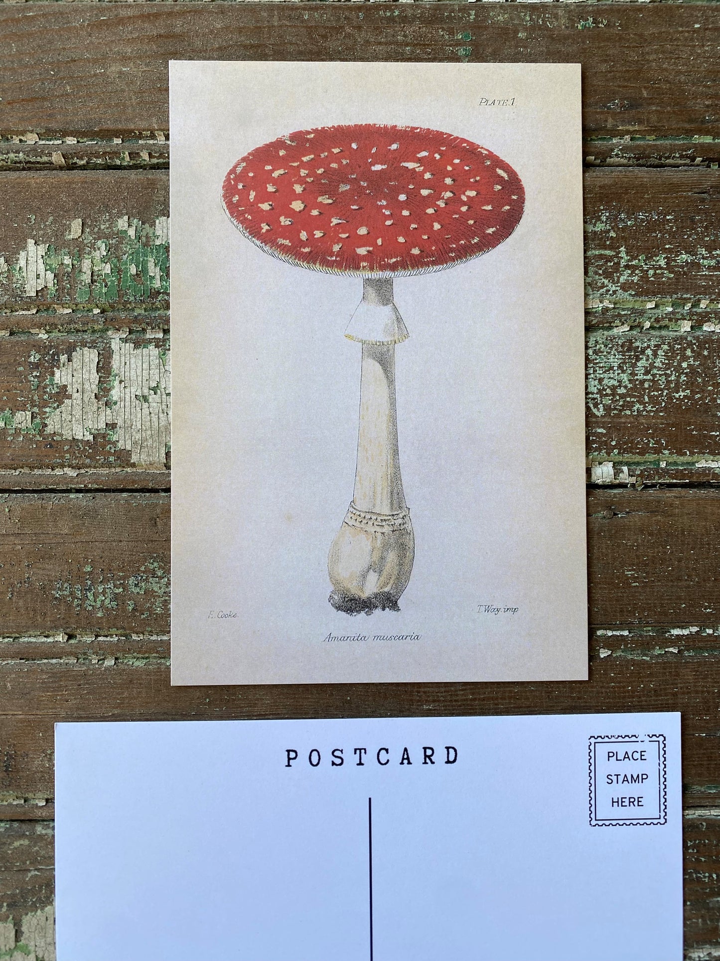 Red Mushroom Postcards - Set of 10