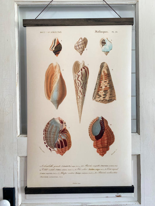 Shells #1 "Grand" Art Print (ART PRINT ONLY)