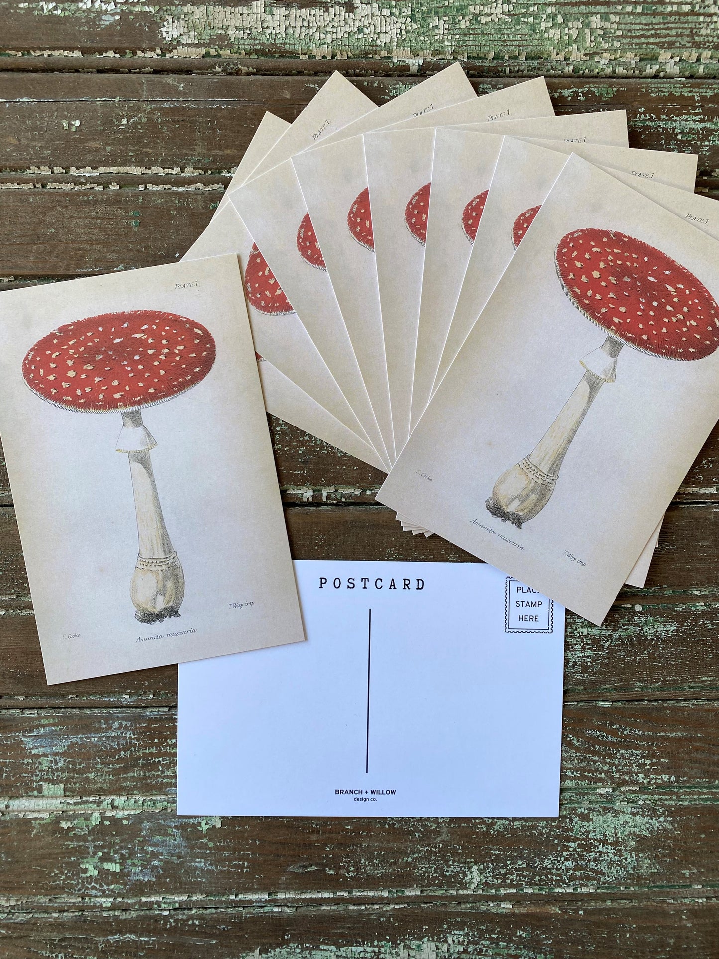 Red Mushroom Postcards - Set of 10