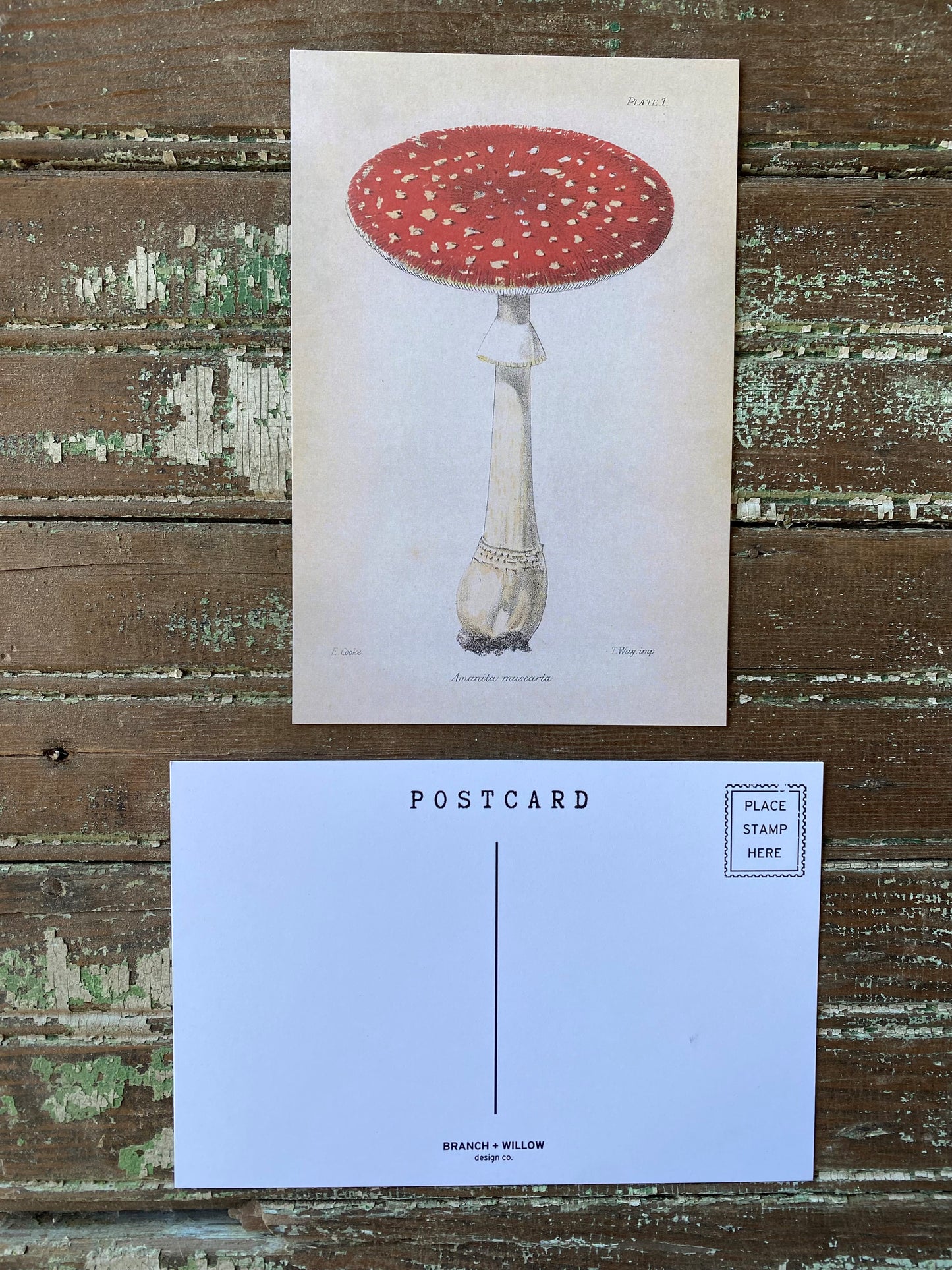 Red Mushroom Postcards - Set of 10