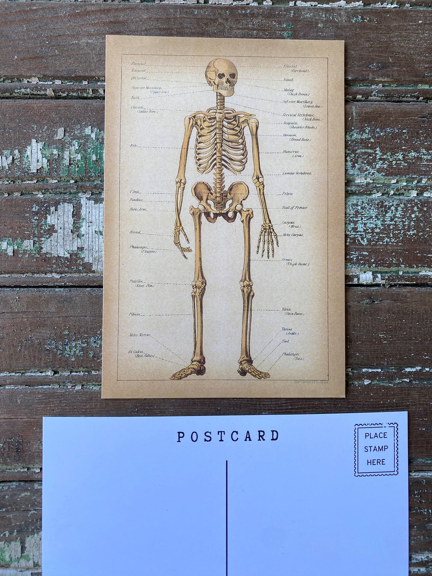 Skeleton Postcards - Set of 10