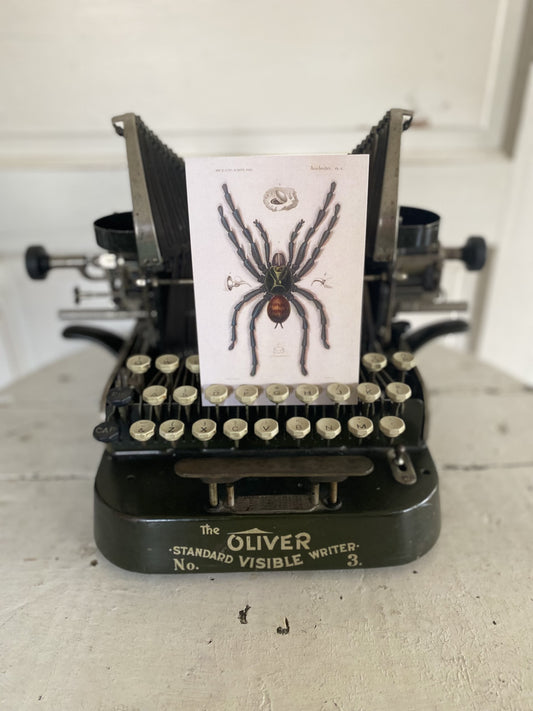 Tarantula Postcards - Set of 10