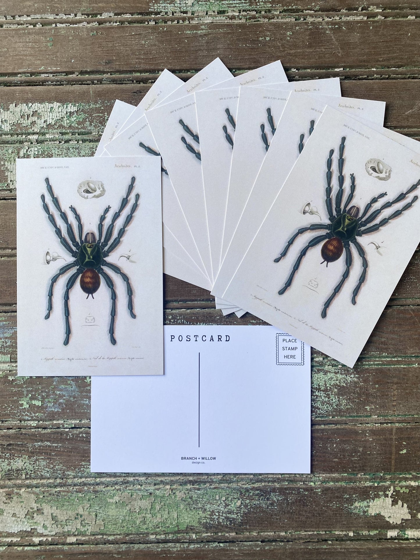 Tarantula Postcards - Set of 10