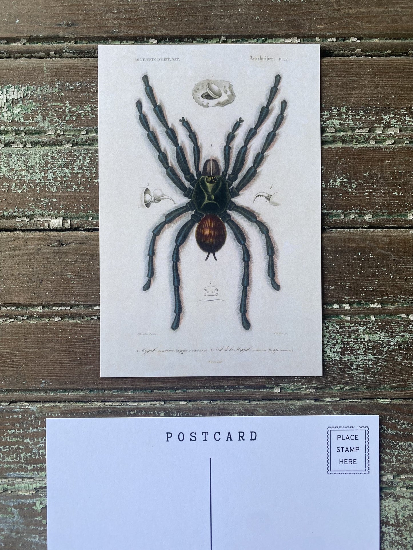 Tarantula Postcards - Set of 10