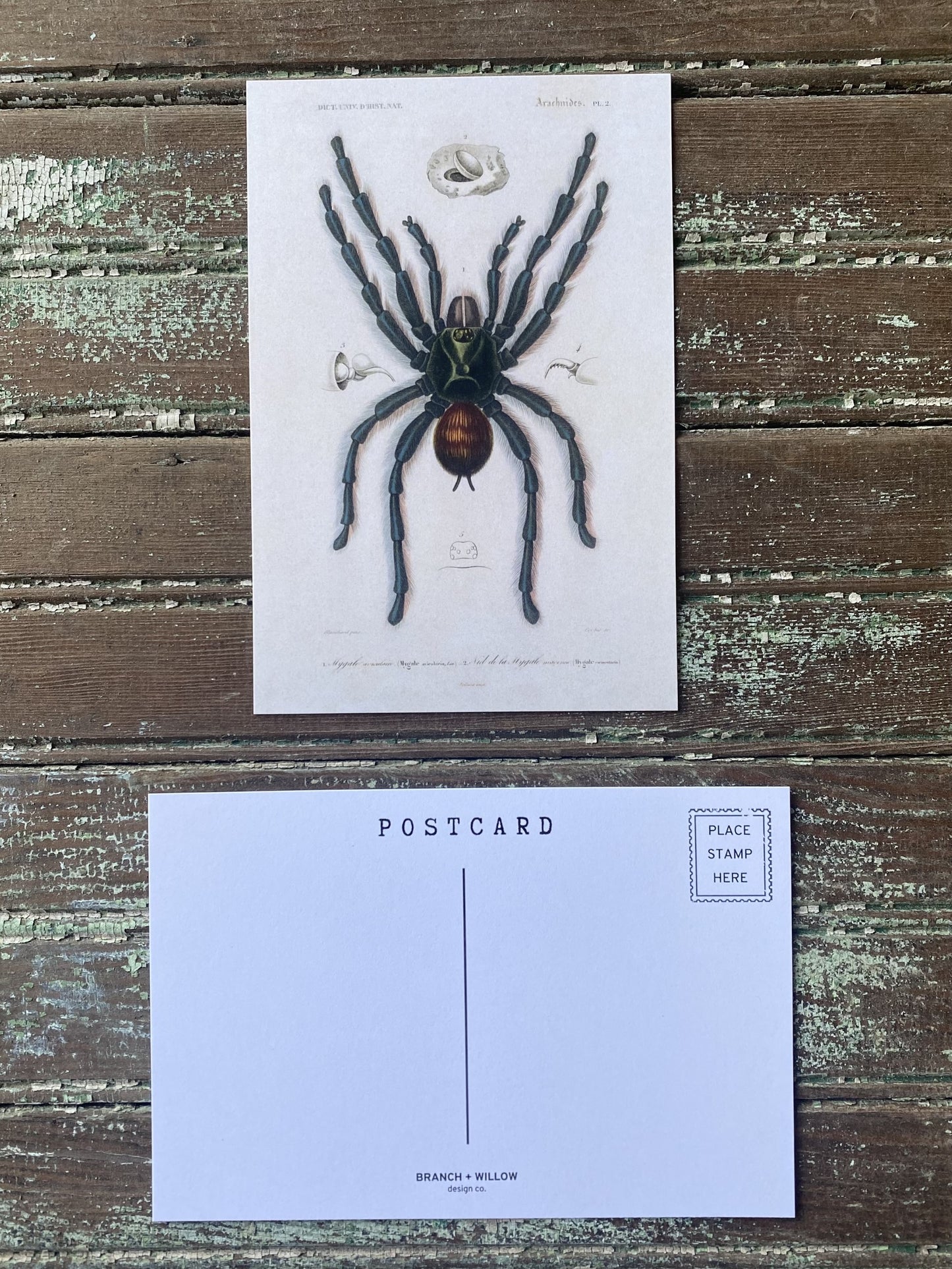 Tarantula Postcards - Set of 10