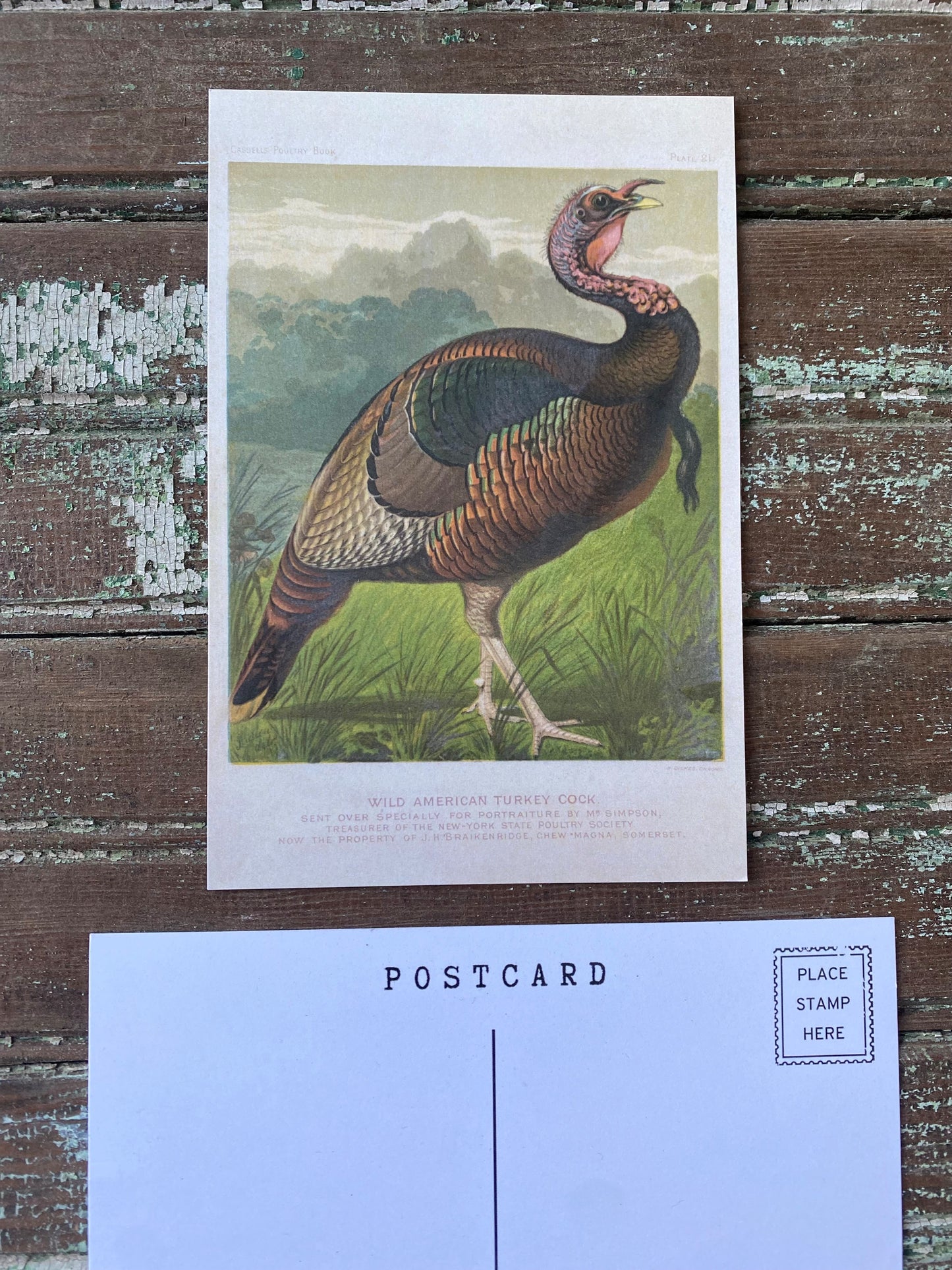 Turkey Postcards - Set of 10