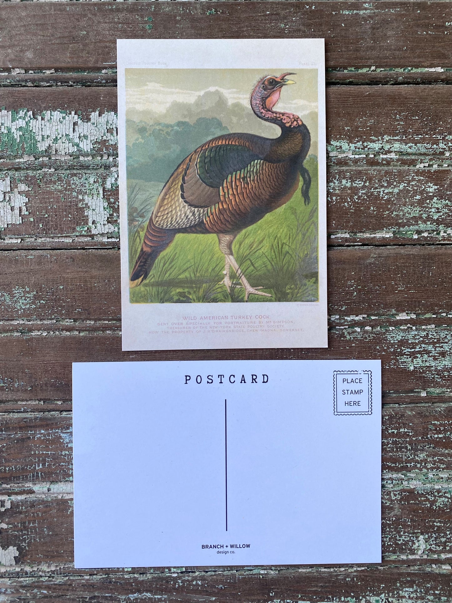 Turkey Postcards - Set of 10