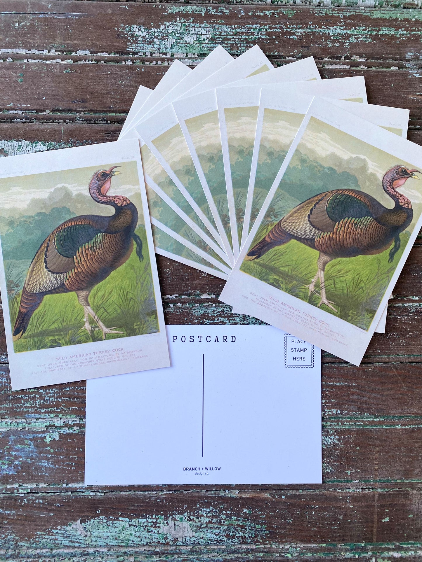 Turkey Postcards - Set of 10