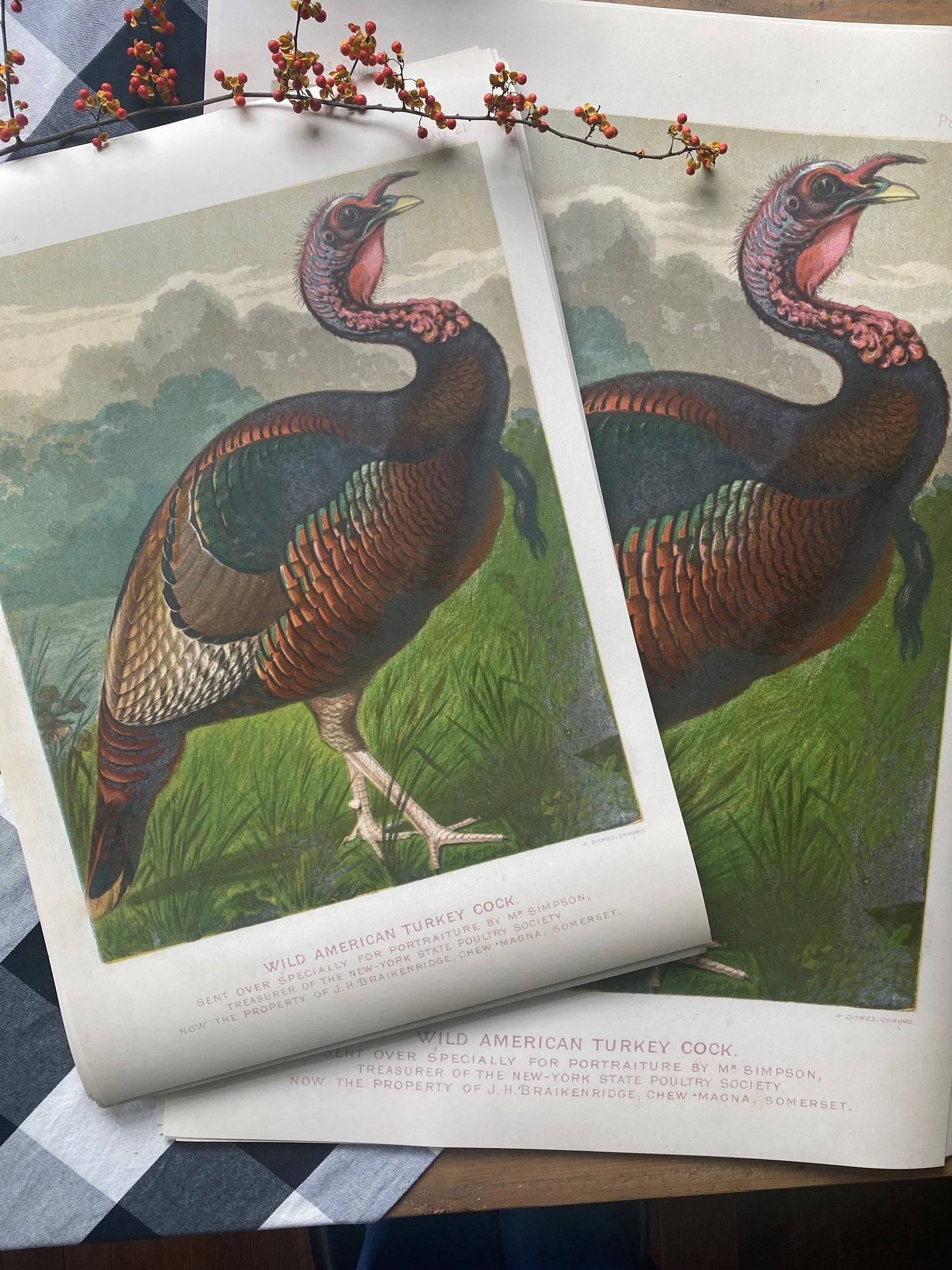 Turkey Art Print (ART PRINT ONLY - two sizes available)