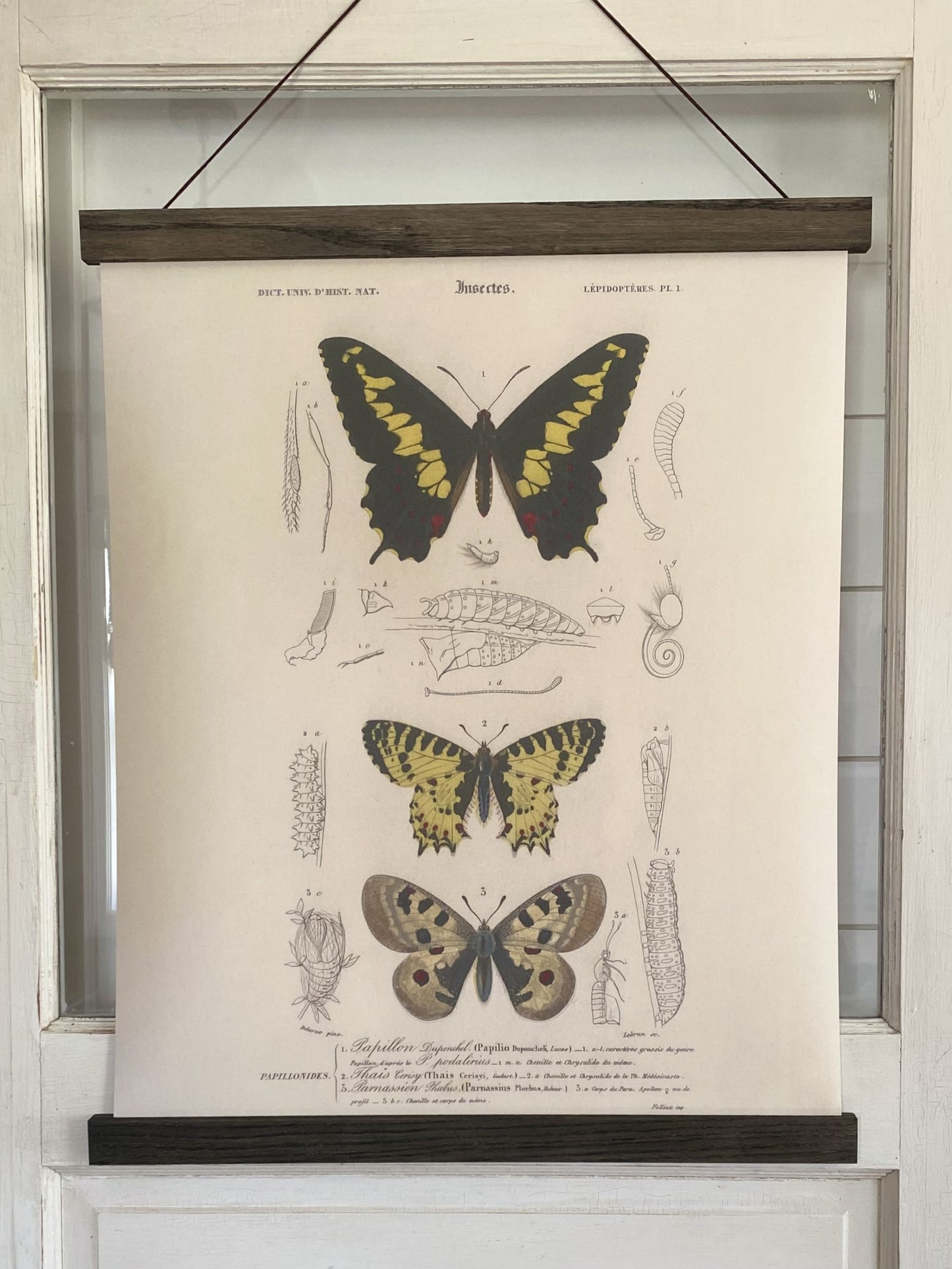 Yellow Butterflies "Grand" Art Print (ART PRINT ONLY)